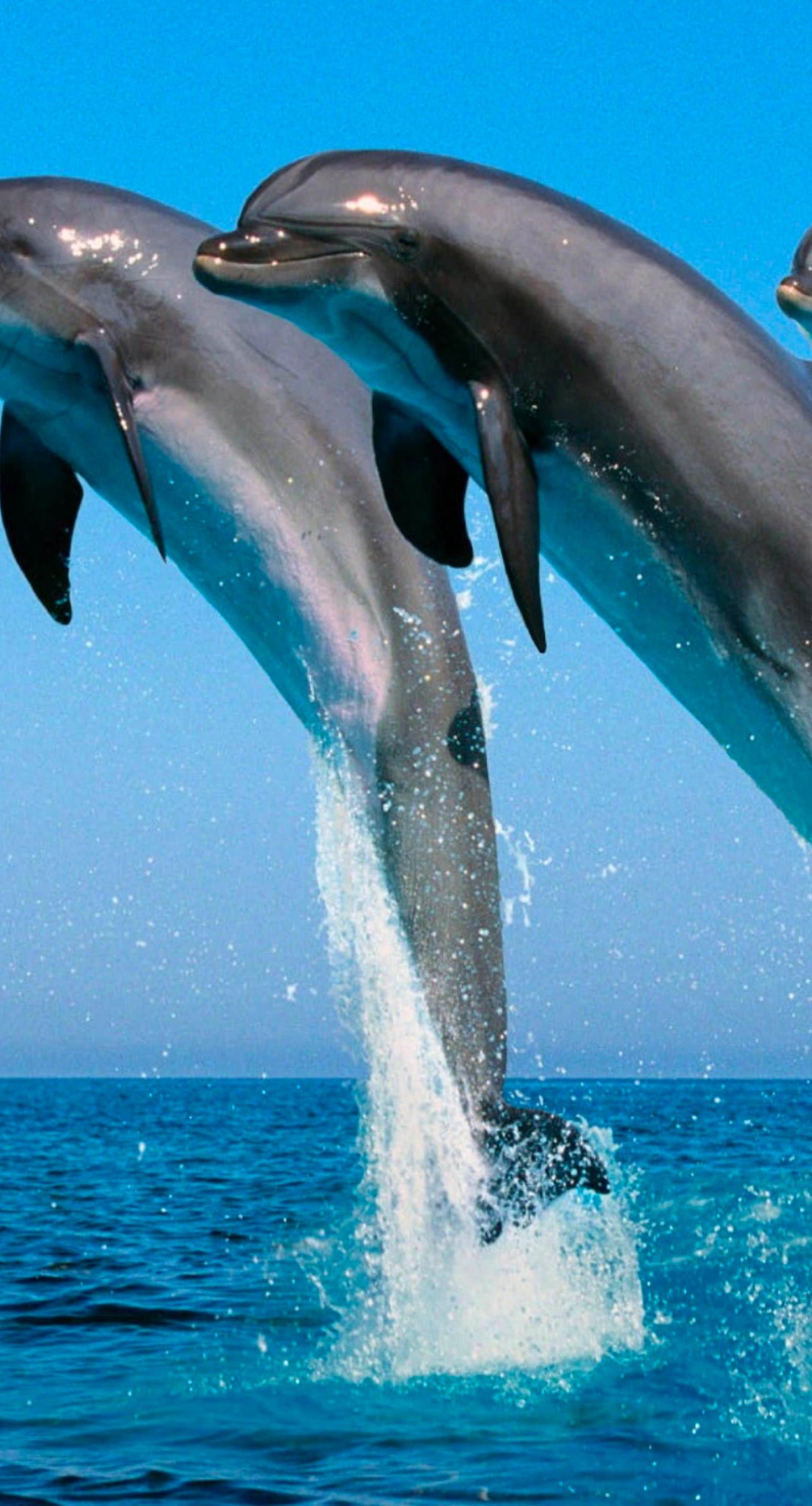 1400x2600 Animal dolphin. wallpaper.sc iPhone6sPlus, Phone