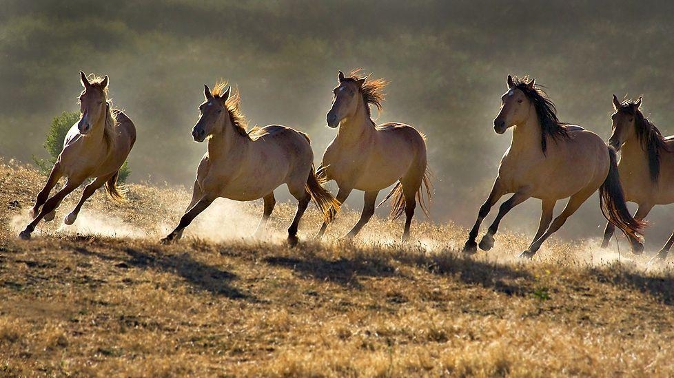 980x550 Wild Horses Running Free Image & Picture, Desktop