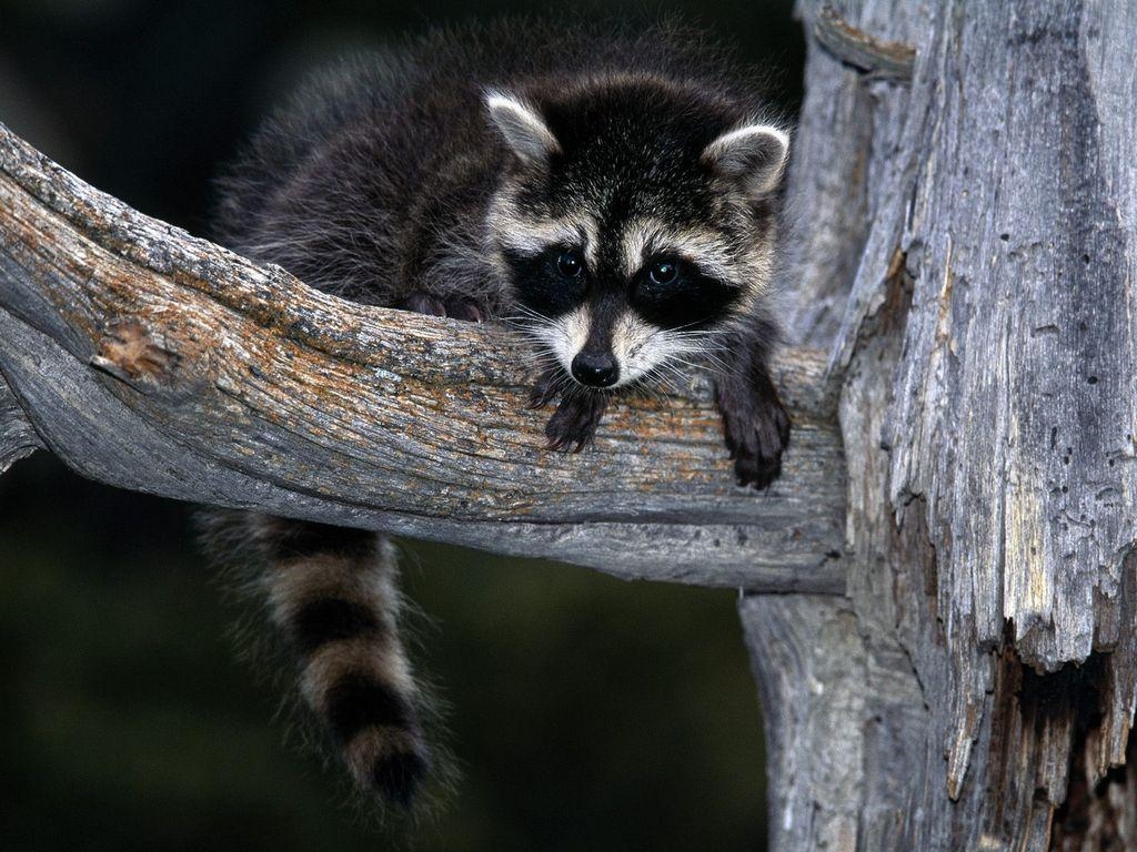 1030x770 baby raccoon wallpaper, Desktop