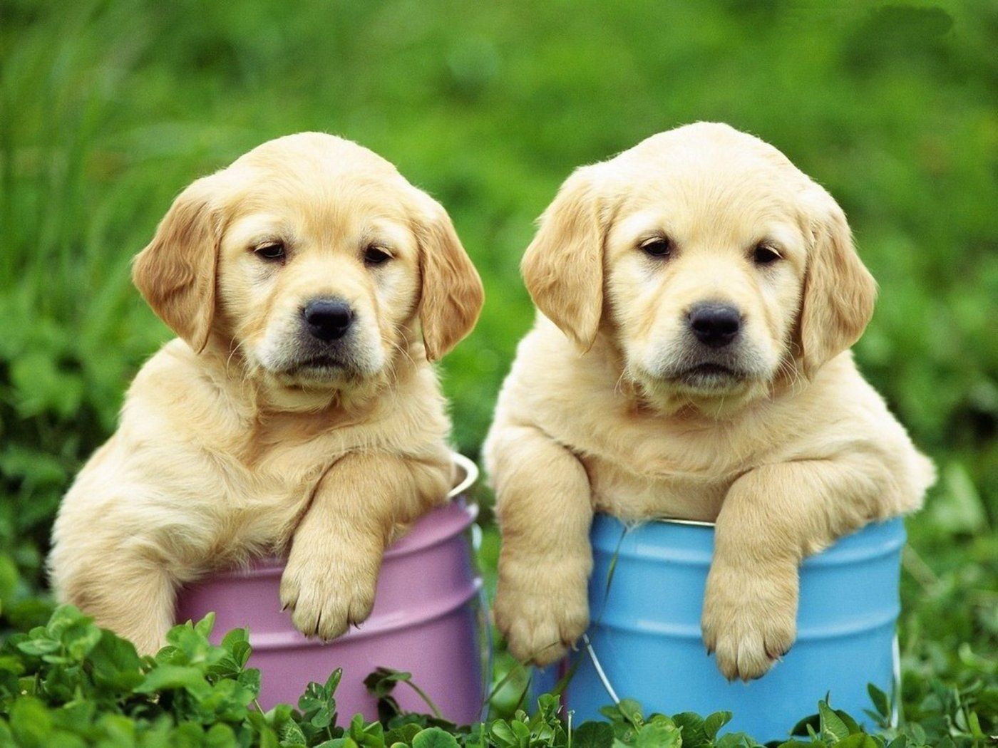 1400x1050 Two cute Golden Retriever puppies photo and wallpaper. Beautiful, Desktop