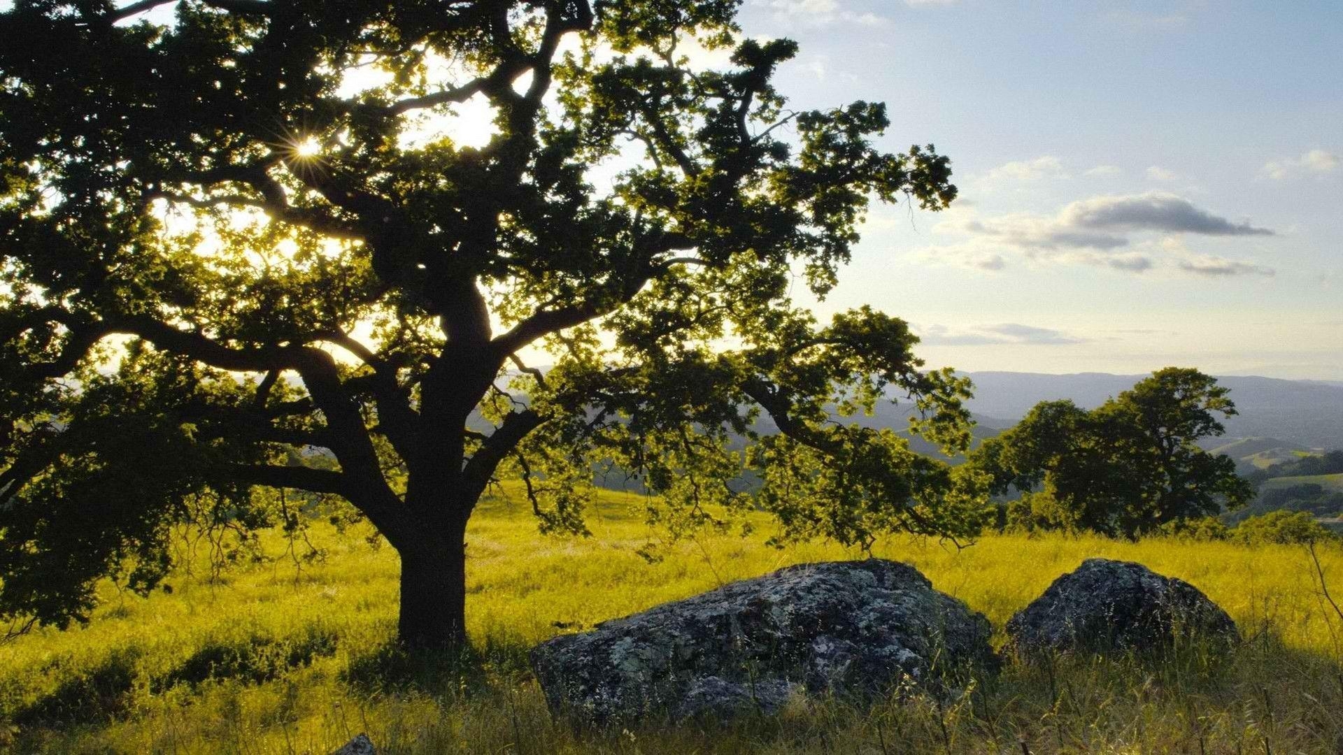 1920x1080 The Image of World Hills California Parks Mount Oak  HD, Desktop