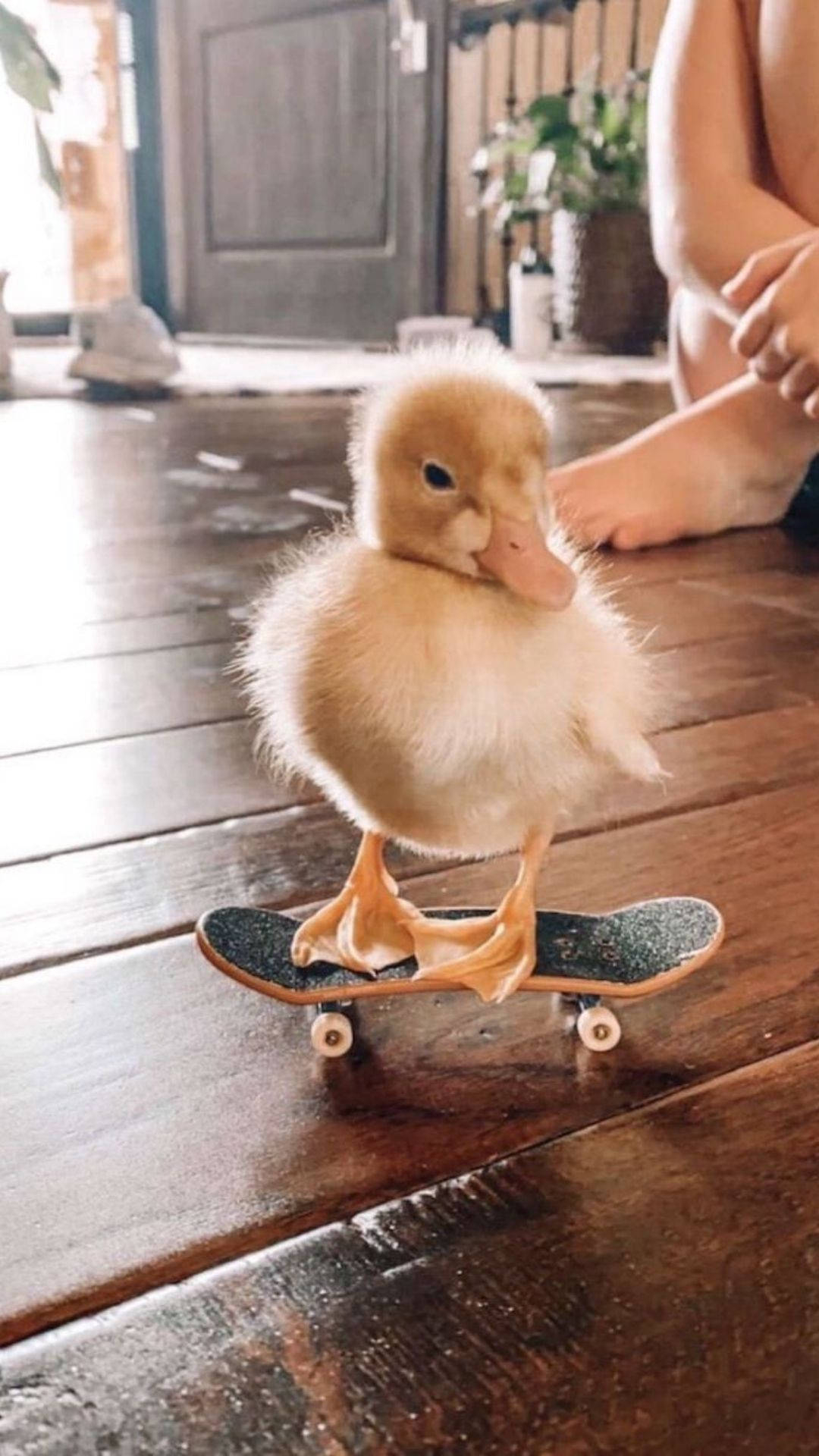 1080x1920 Baby Duck Learns to Ice Skate Wallpaper, Phone