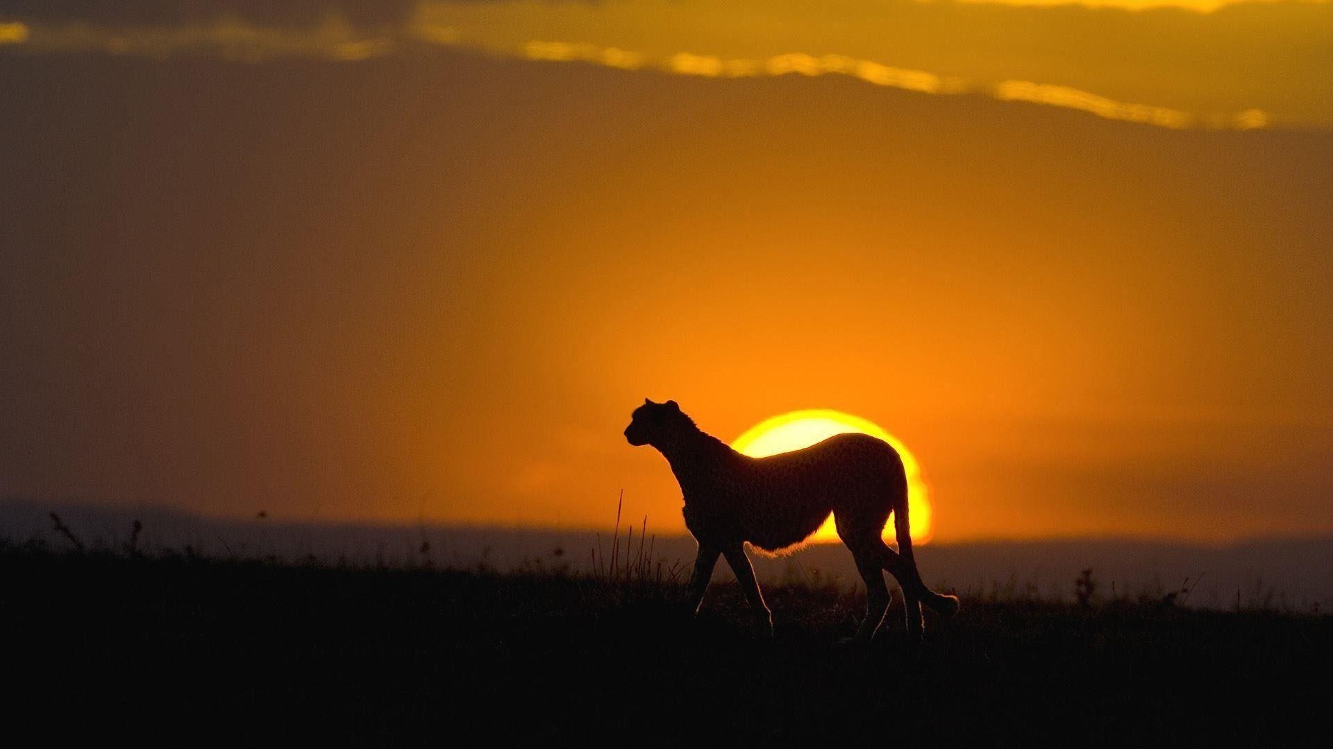 1920x1080 Cheetah At Sunset, Maasai Mara Reserve, Kenya  1080p, Desktop