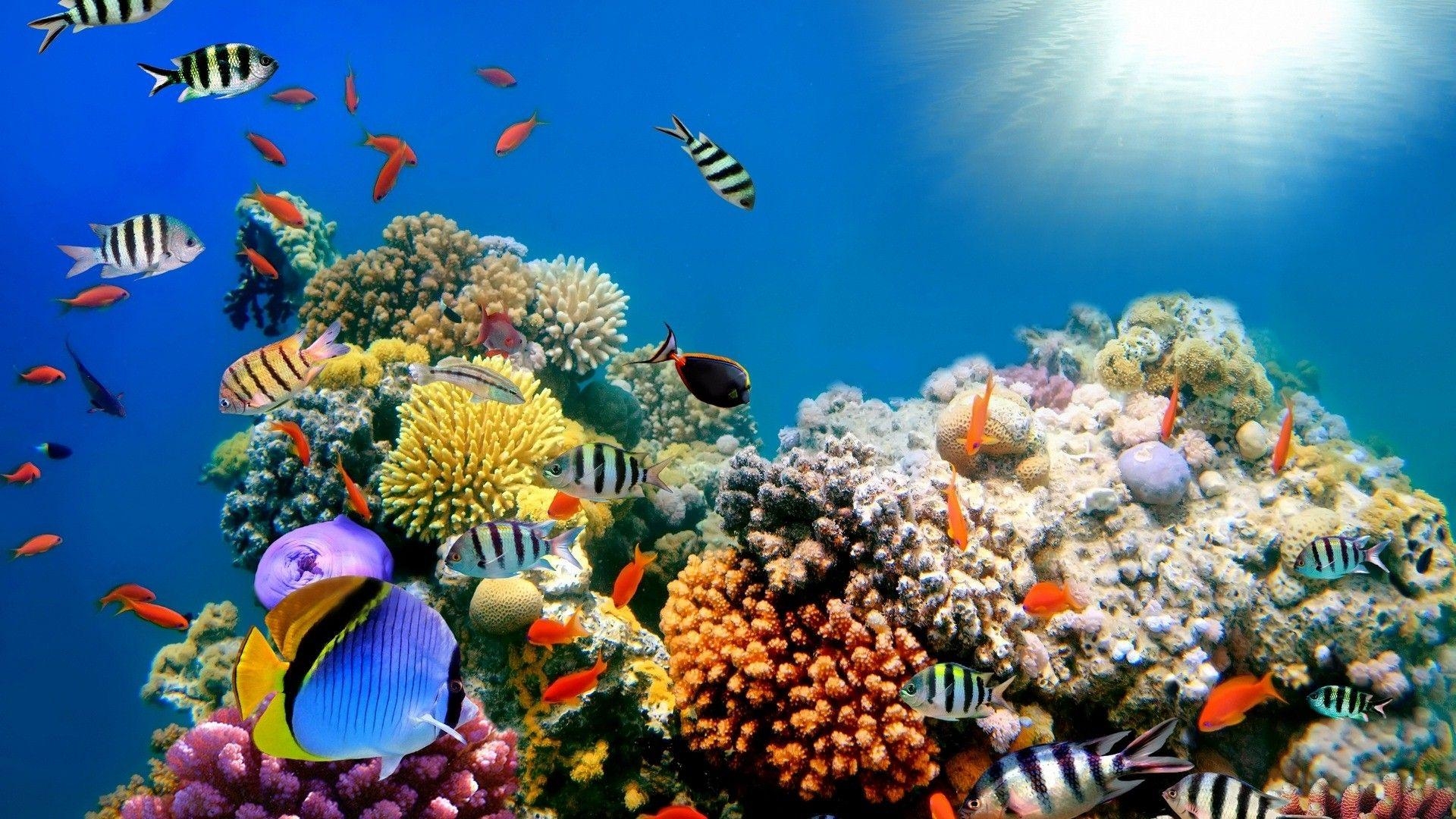 1920x1080 Colorful Fish Sea Creature High Quality HD Wallpaper HD Famous, Desktop