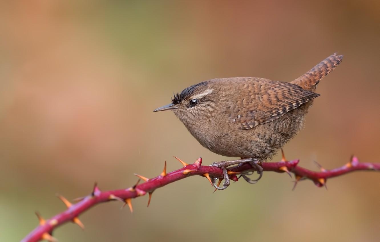 1340x850 Wallpaper bird, branch, bird, Wren image for desktop, Desktop