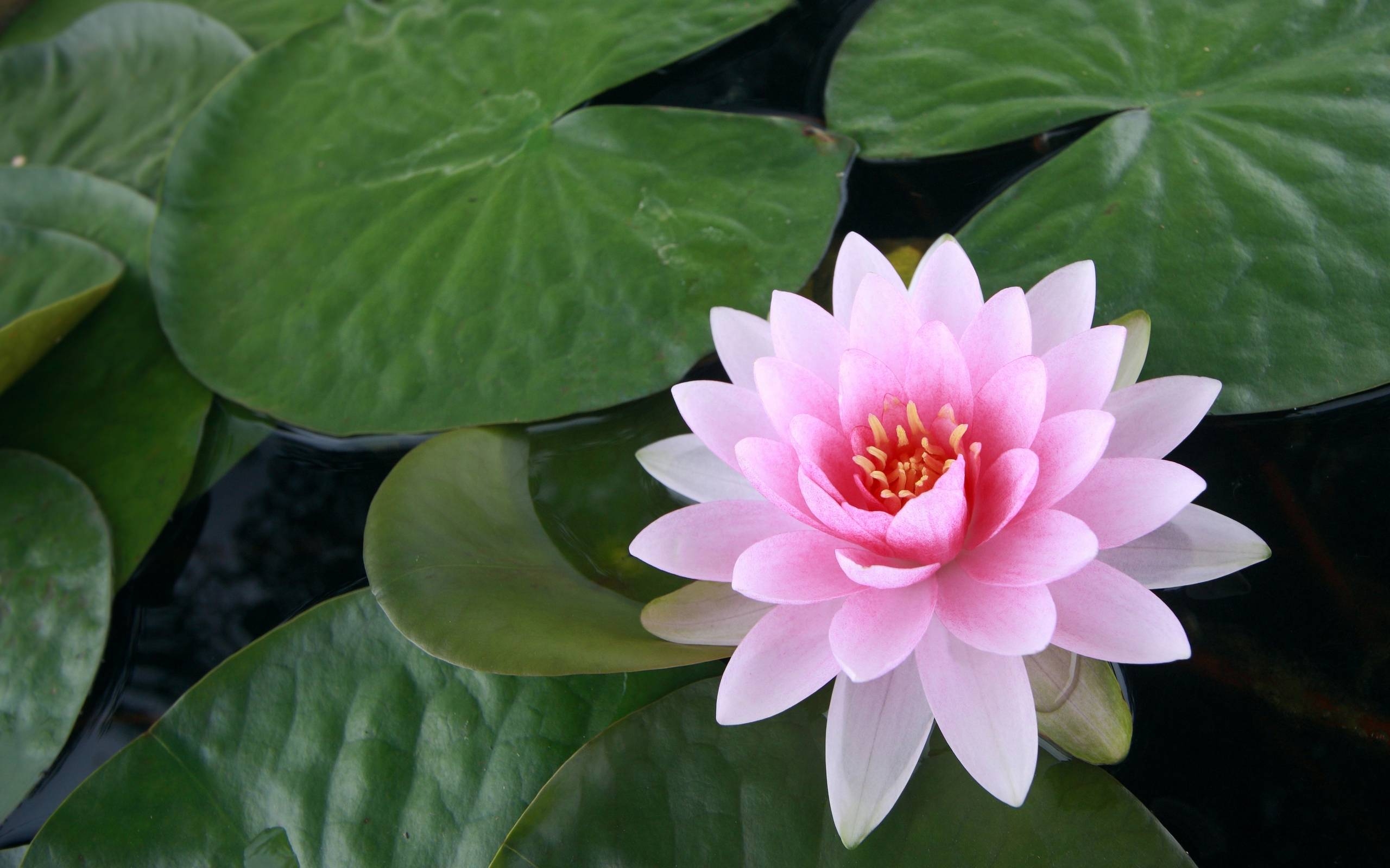 2560x1600 image For > Water Lilies Wallpaper, Desktop