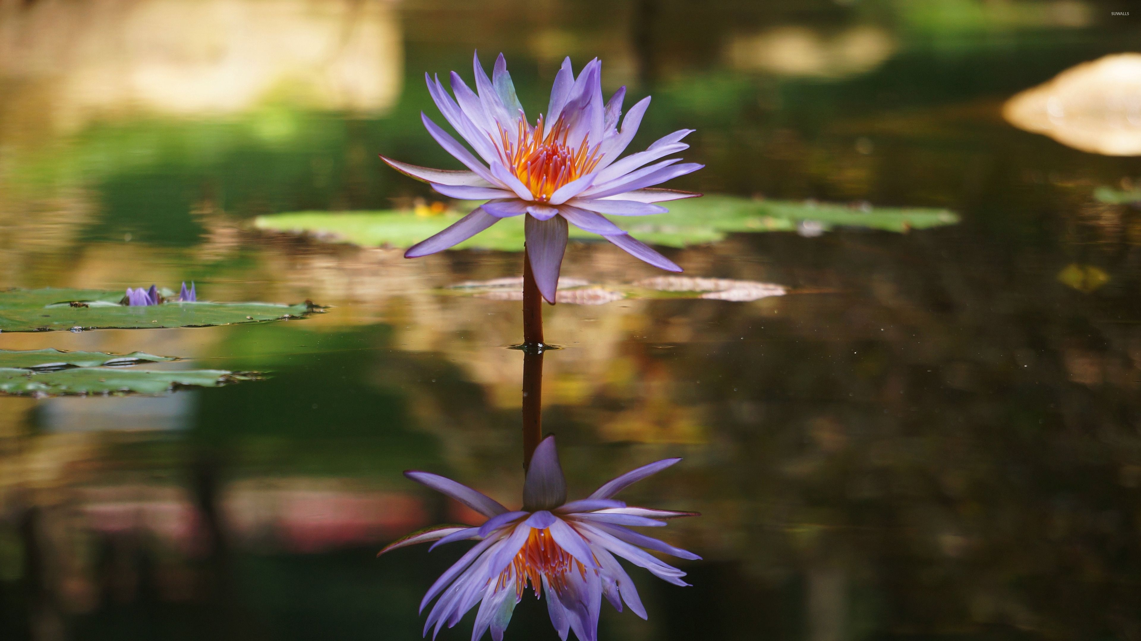 3840x2160 Purple water lily [2] wallpaper wallpaper, Desktop