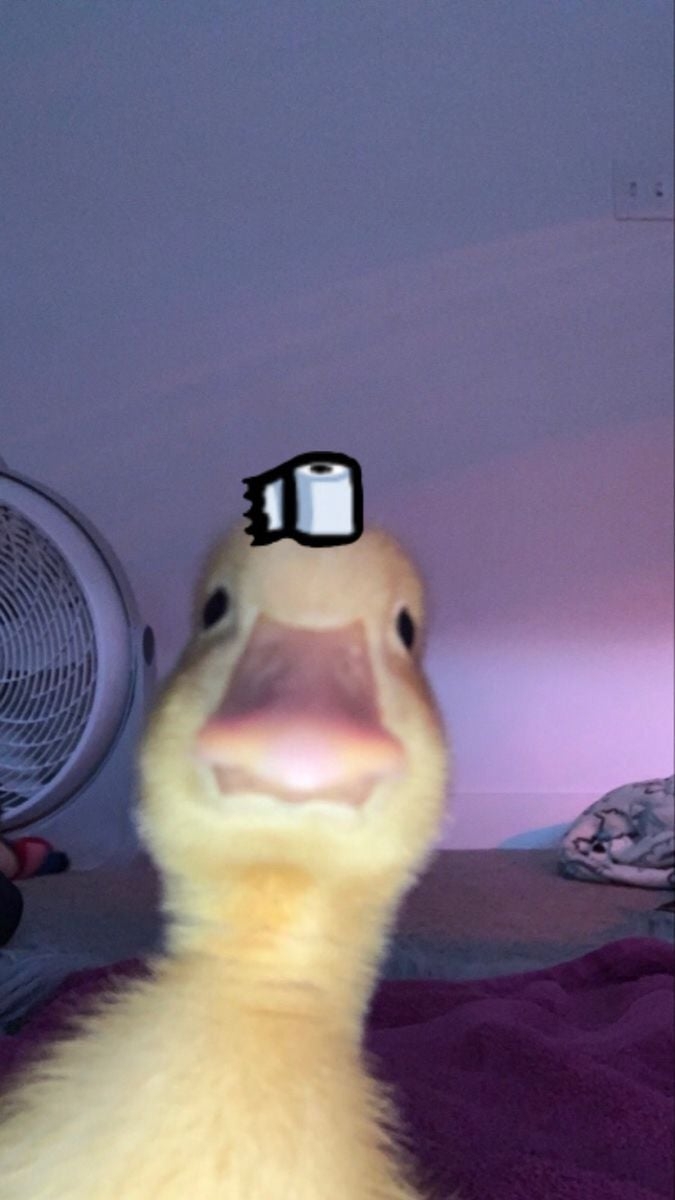 680x1200 Duck pfp ideas. duck, dream team, duck memes, Phone