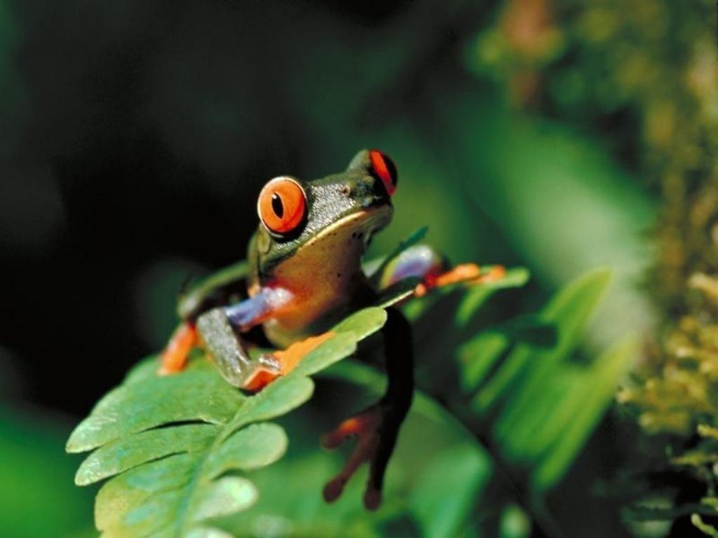 1030x770 Tree Frog Wallpaper Wallpaper. Mobile Software. Mobile, Desktop