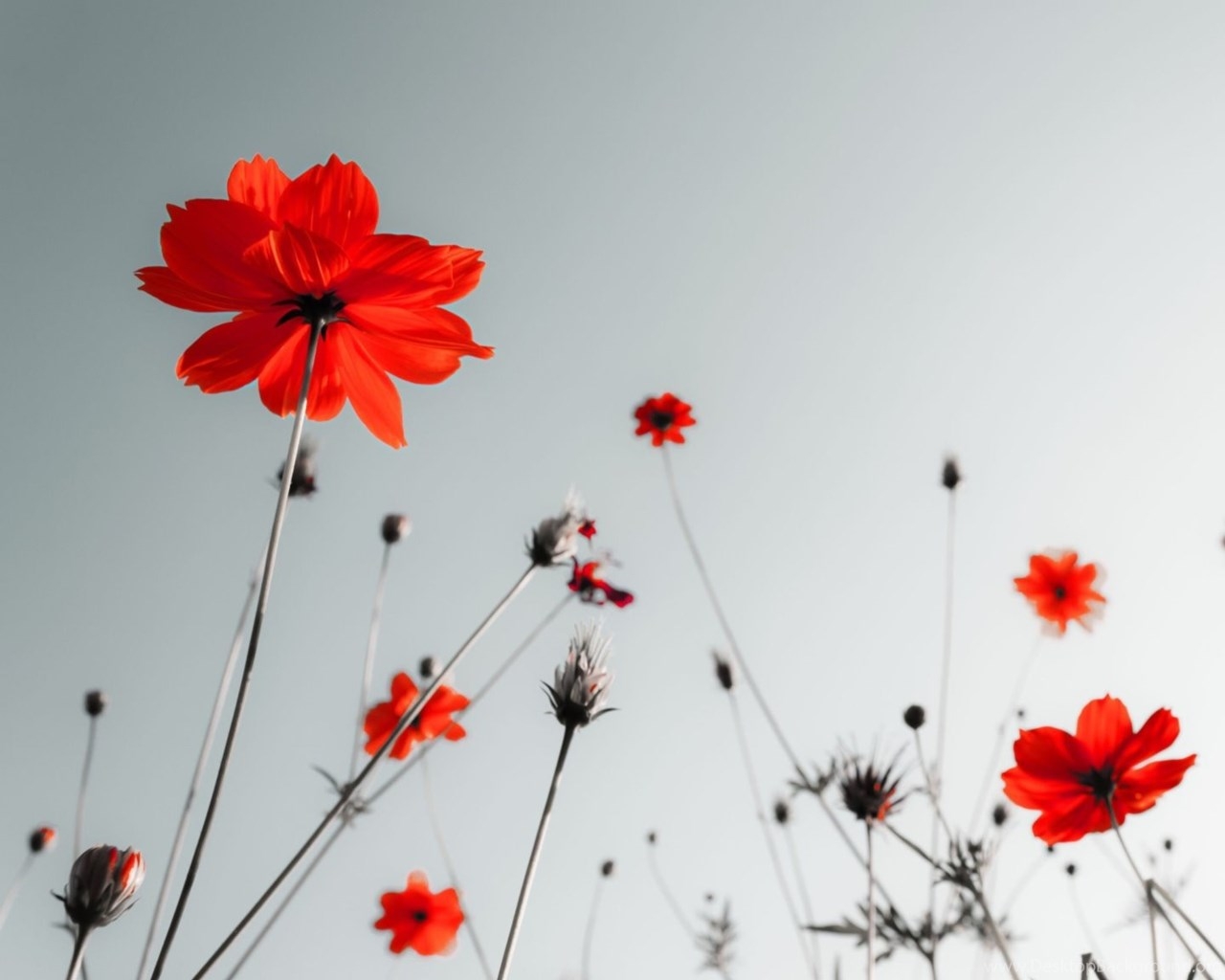 1280x1030 Red Flowers Under Grey Sky Wallpaper For Lenovo S820 Desktop Background, Desktop