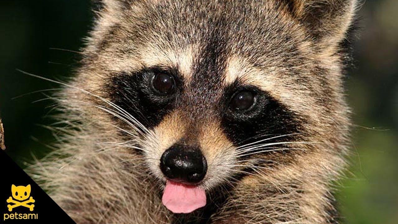 1280x720 Cute Raccoons wallpaperx720, Desktop