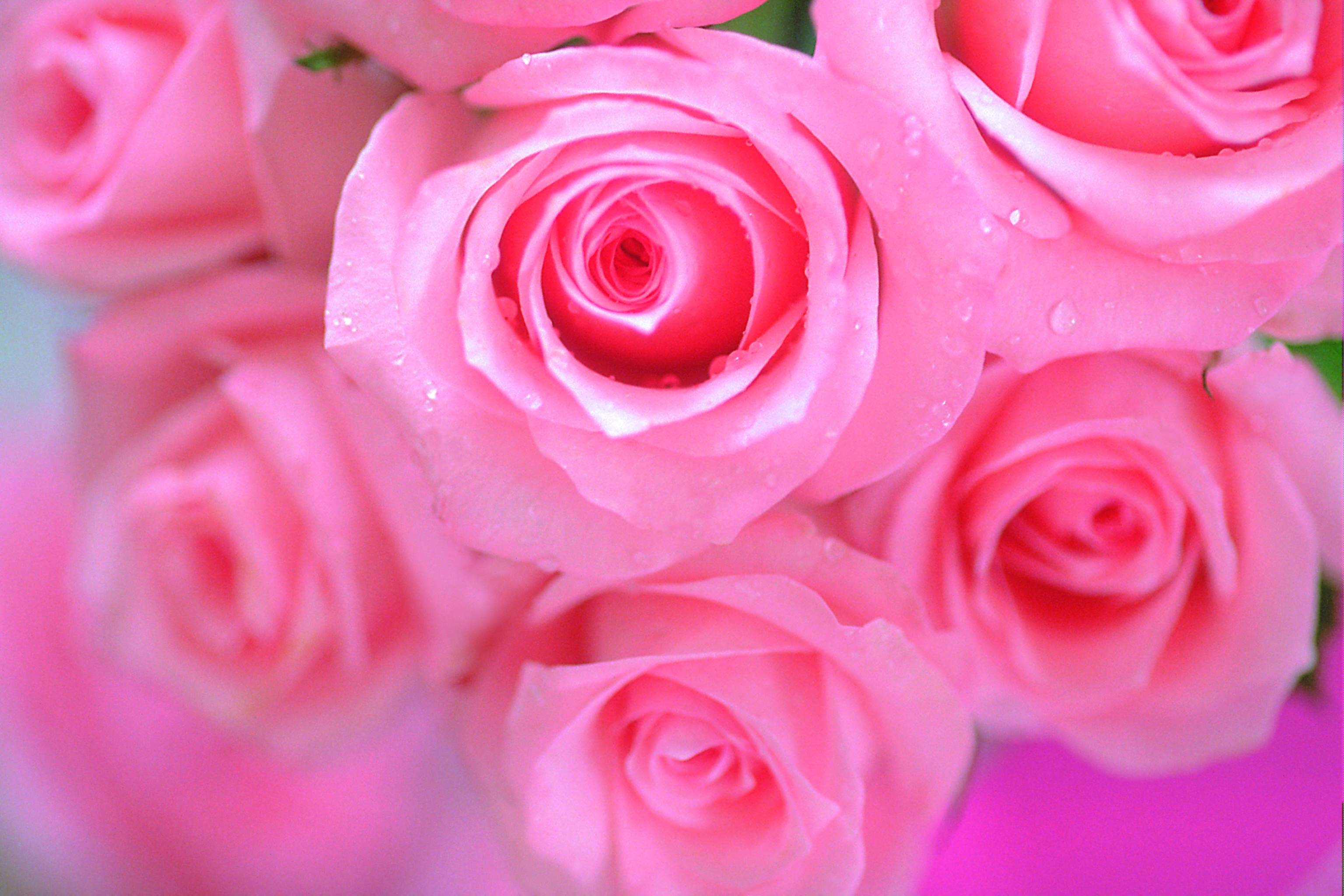 3080x2050 Pink Rose Flower Photo Picture 5 HD Wallpaper. aduphoto, Desktop