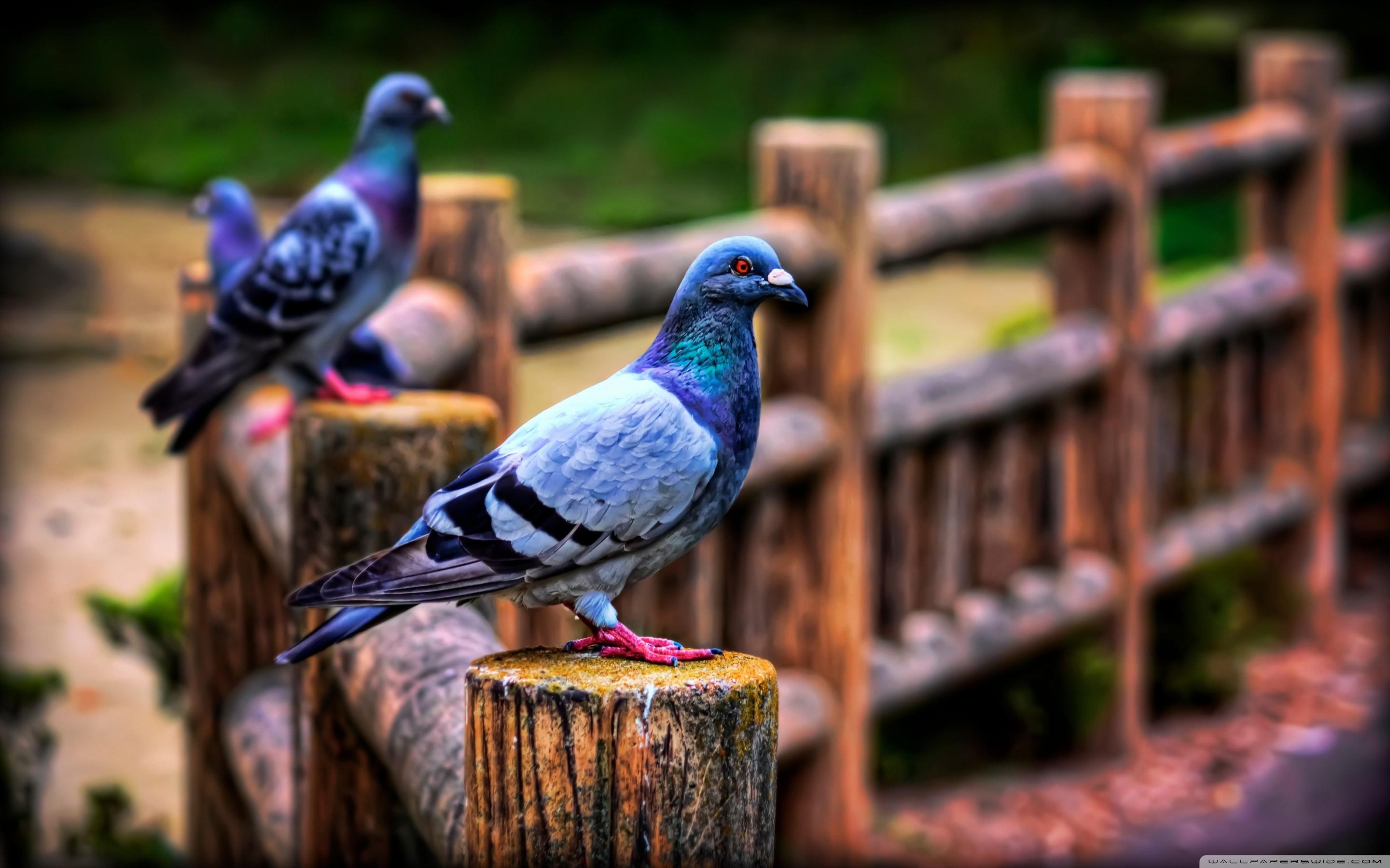 2880x1800 Pigeons ❤ 4K HD Desktop Wallpaper for 4K Ultra HD TV • Tablet, Desktop