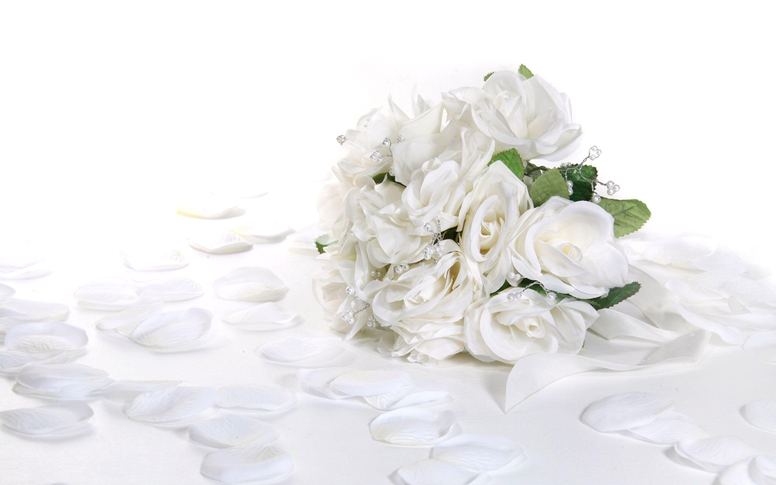 2560x1600 White Rose Wallpaper HD, Desktop