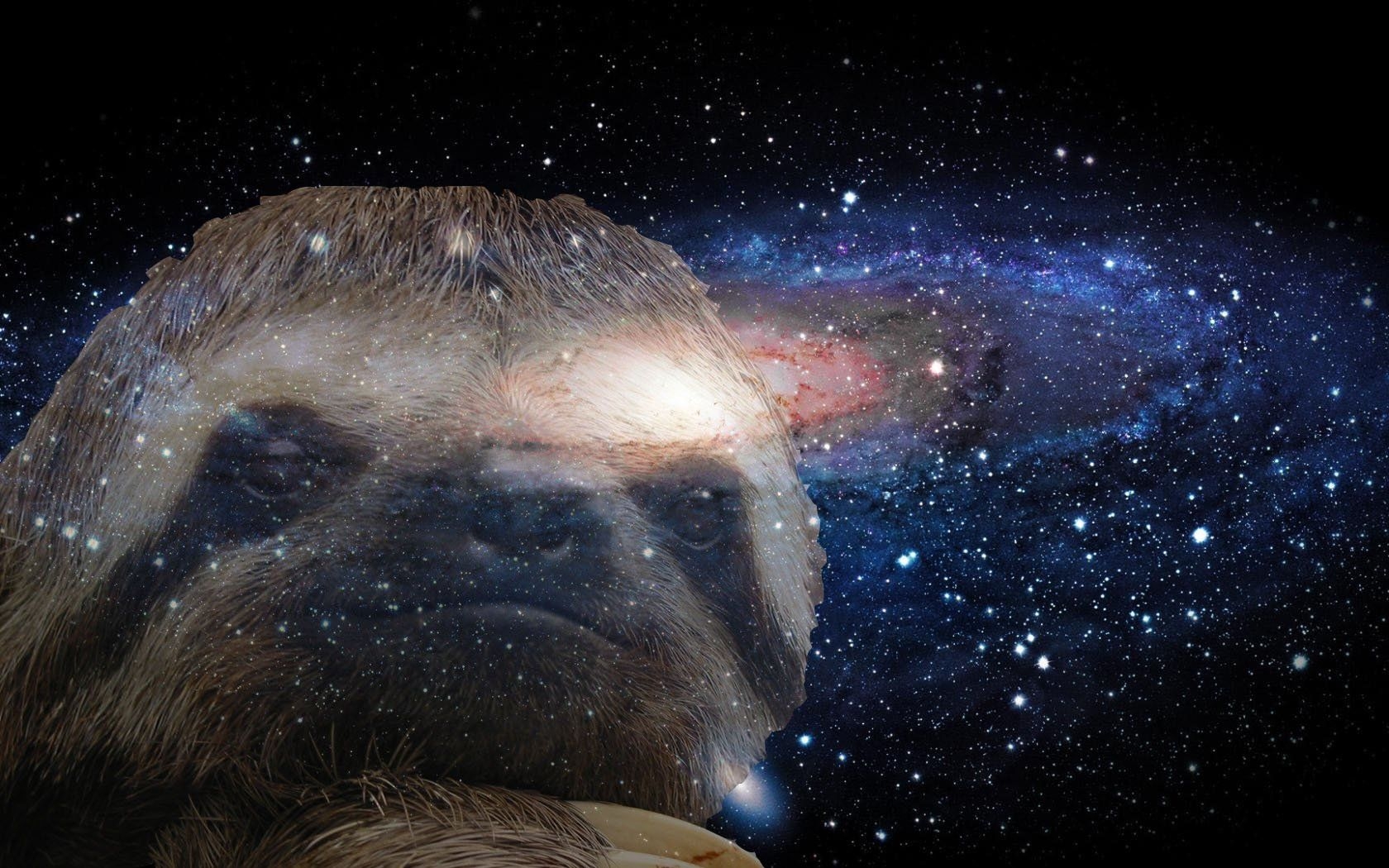 1680x1050 Baby Sloth Wallpaper, Sloth Desktop.wallpaperafari.com, Desktop