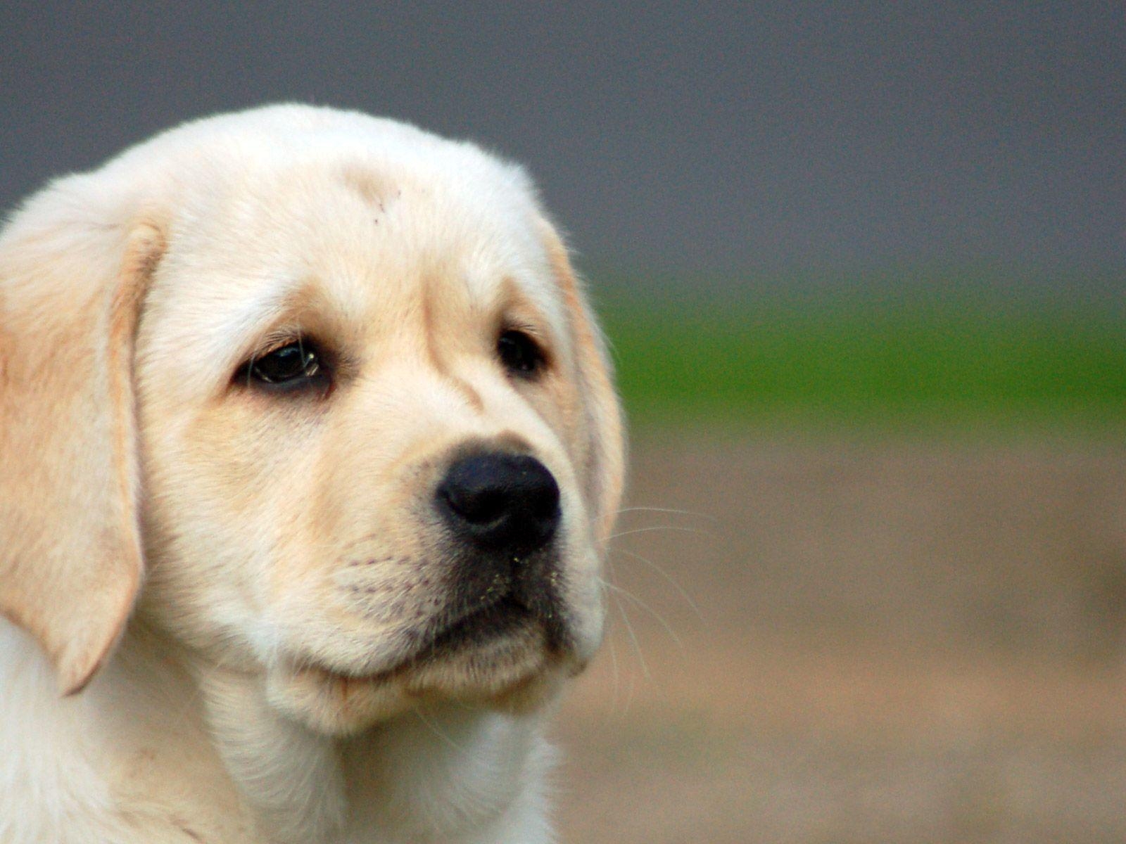 1600x1200 Labrador Puppies Wallpaper. HD Wallpaper Base, Desktop