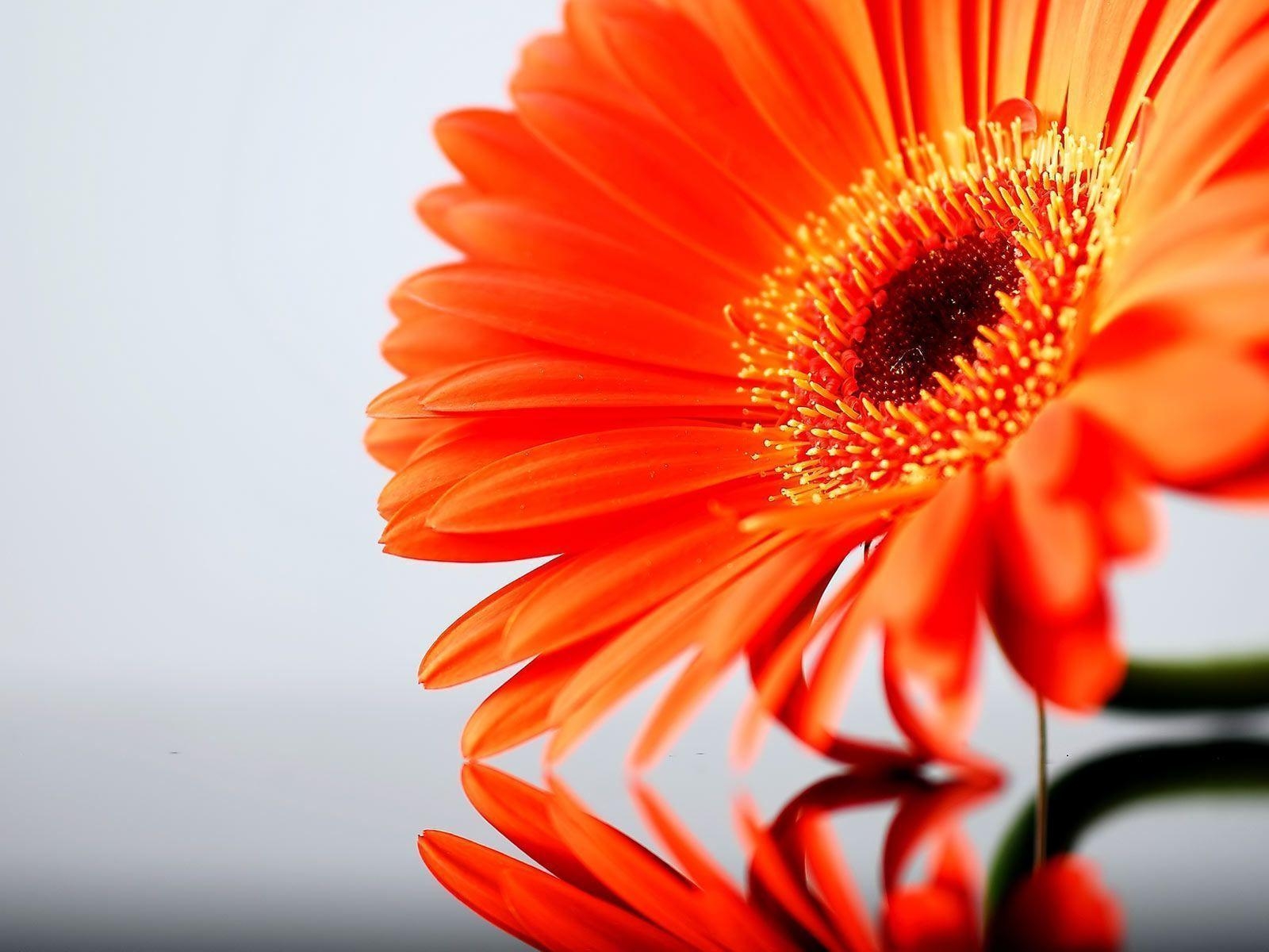 1600x1200 Gerbera Daisy Flower wallpaper. HD Windows Wallpaper, Desktop