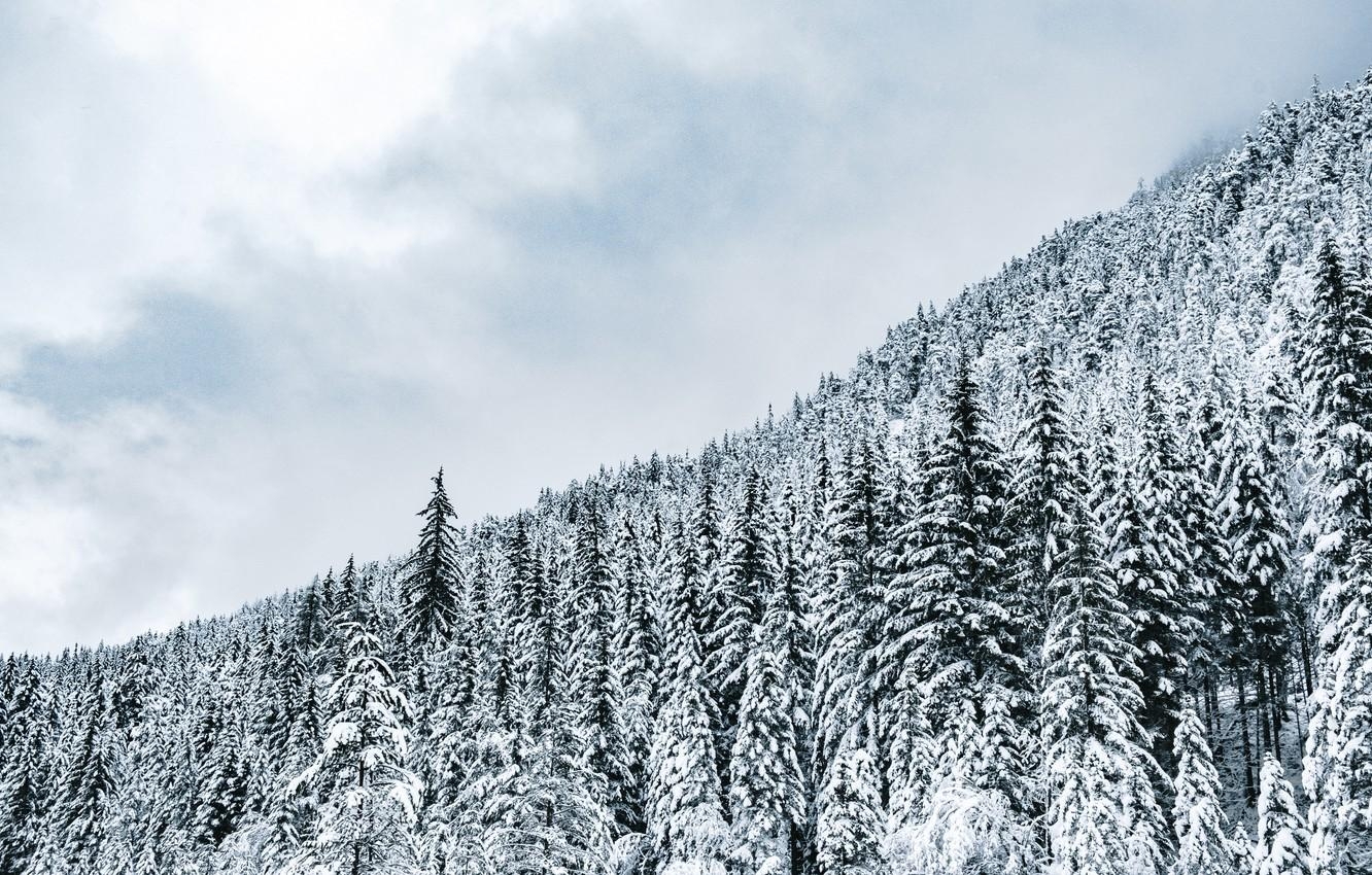 1340x850 Wallpaper forest, trees, nature, winter, snow, nature, Desktop