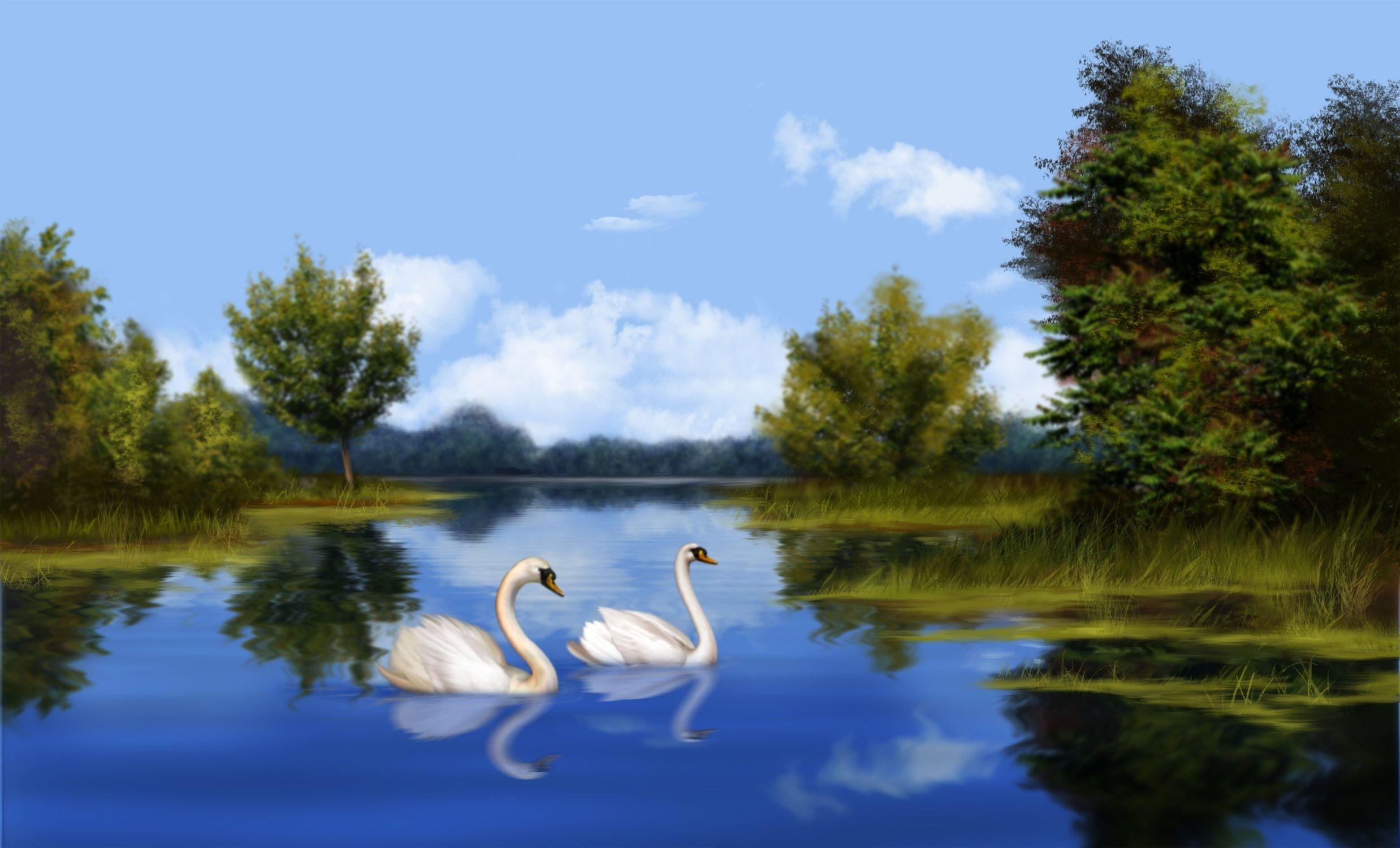 2480x1500 Free download Swan Lake With Real Swans Desktop Background, Desktop