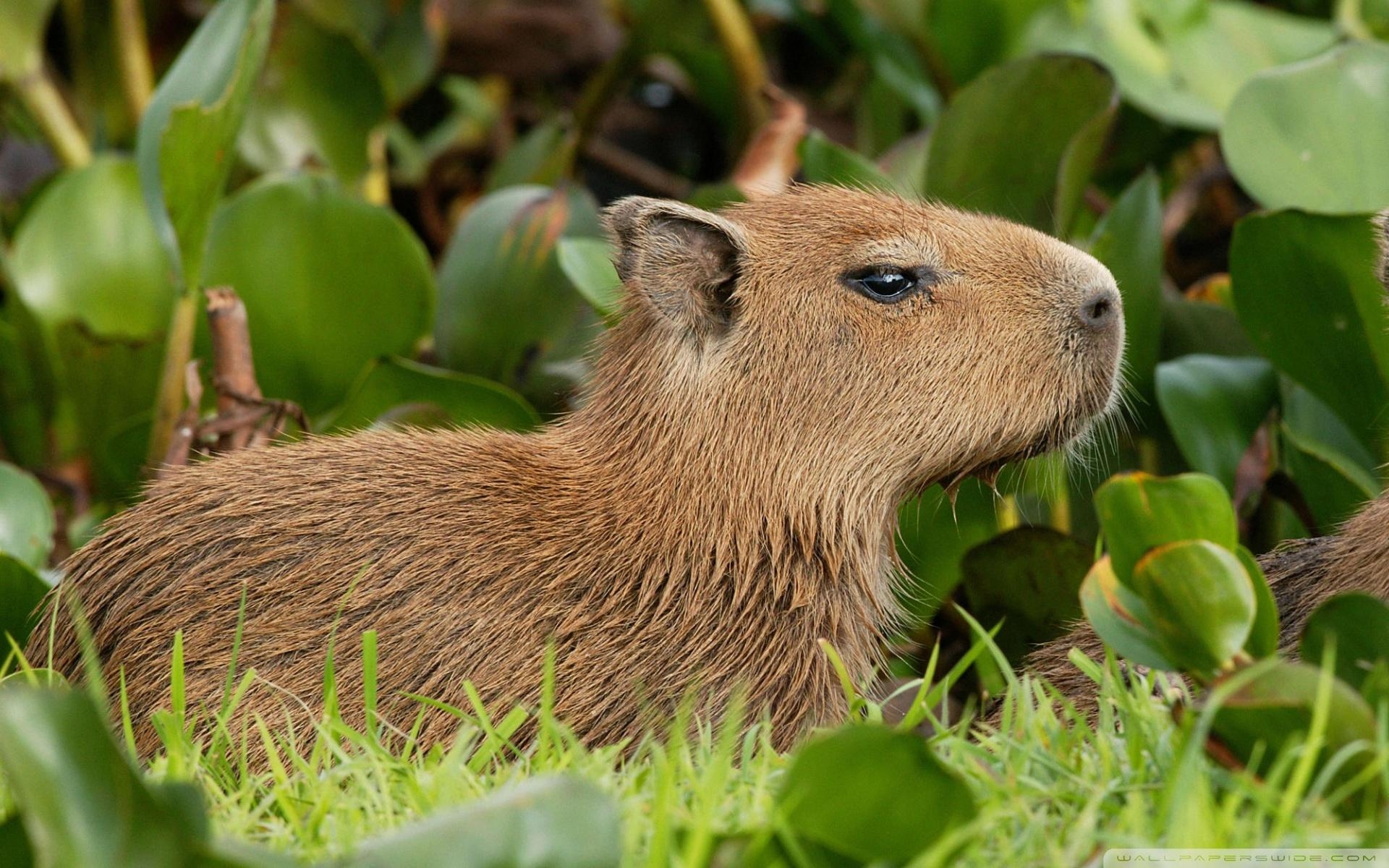 1920x1200 Capybara Venezuela ❤ 4K HD Desktop Wallpaper for 4K Ultra HD TV, Desktop