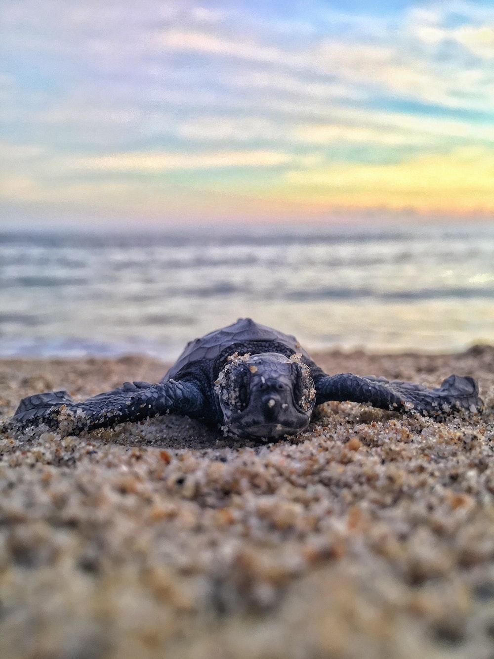 1000x1340 Baby Sea Turtle Picture [HD]. Download Free Image, Phone