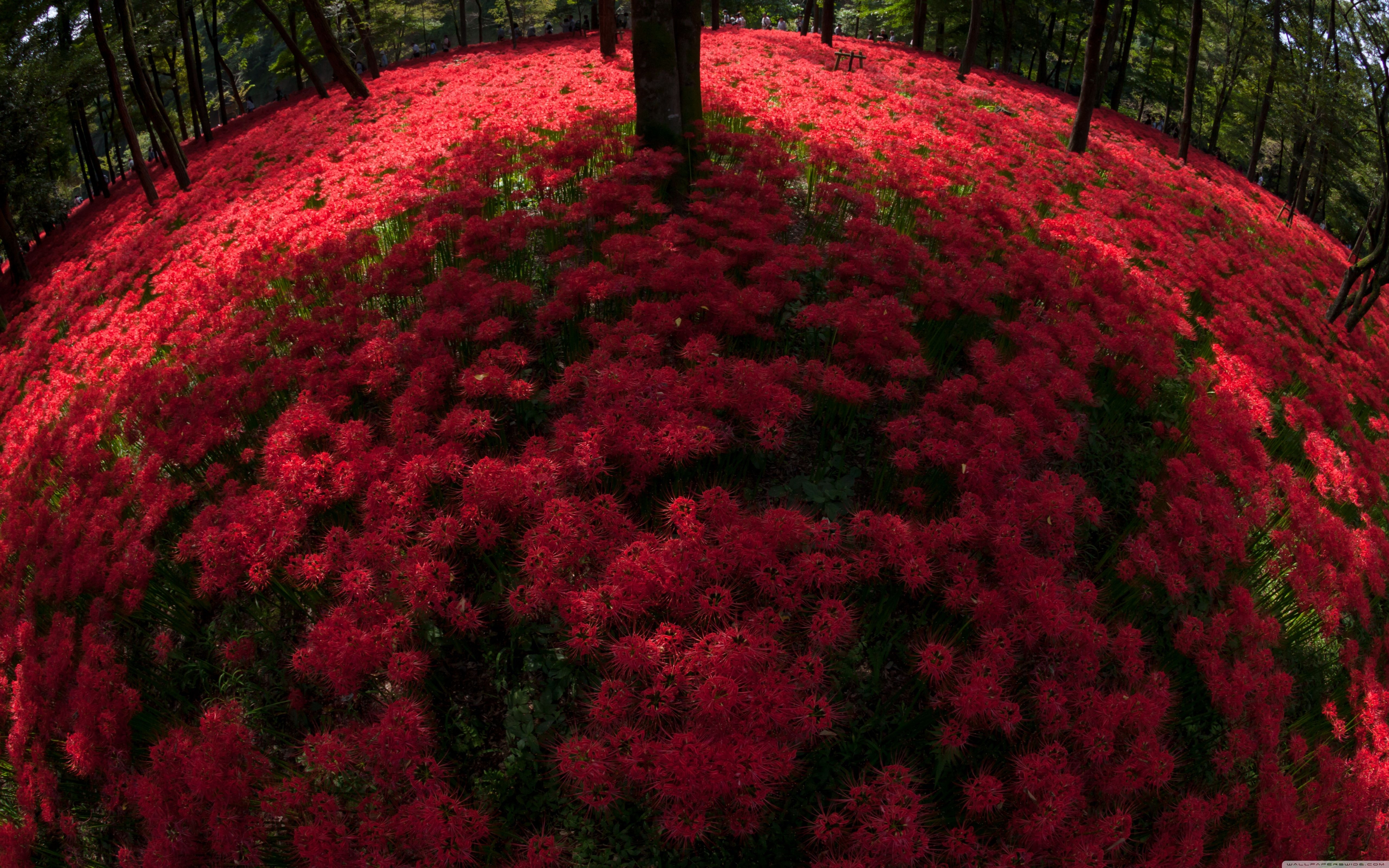 5120x3200 Download Red Spider Lilies Blooming By Trees UltraHD Wallpaper, Desktop