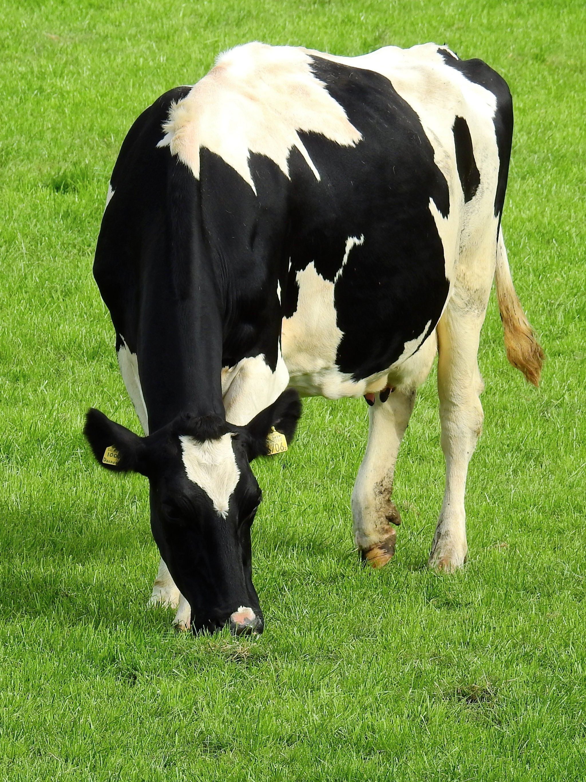 2050x2740 Holstein Cow Wallpaper, Android & Desktop Background, Phone