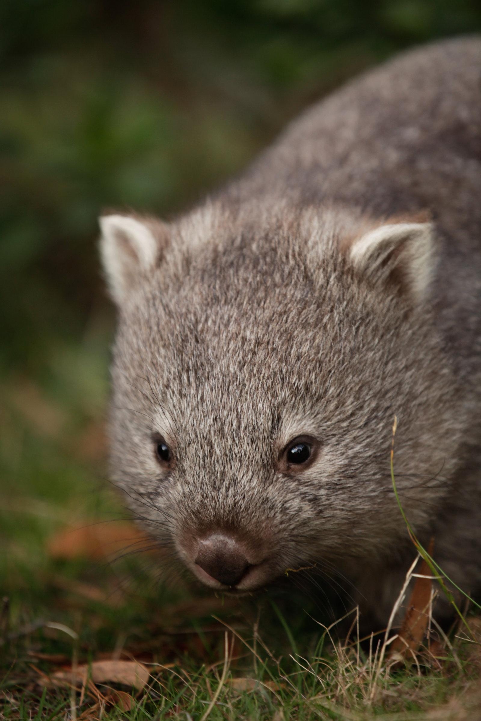 1600x2400 Wombat Background. Wombat, Phone