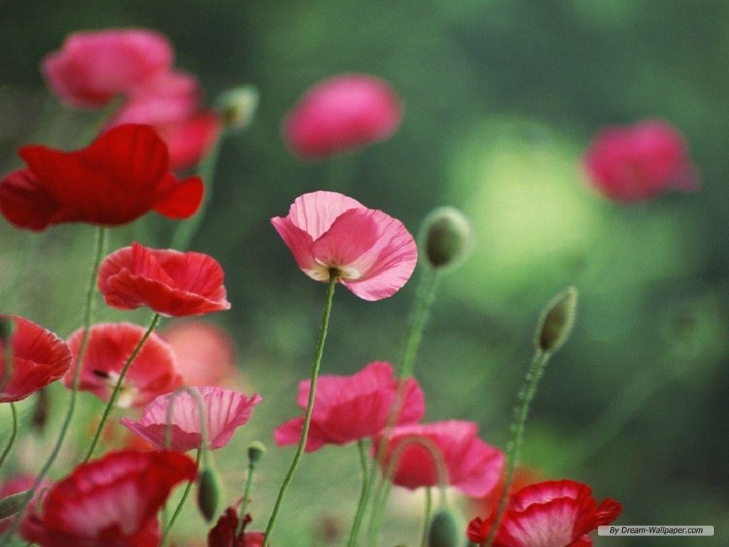 1030x770 Poppy Flowers Wallpaper HD wallpaper. HDesktops, Desktop