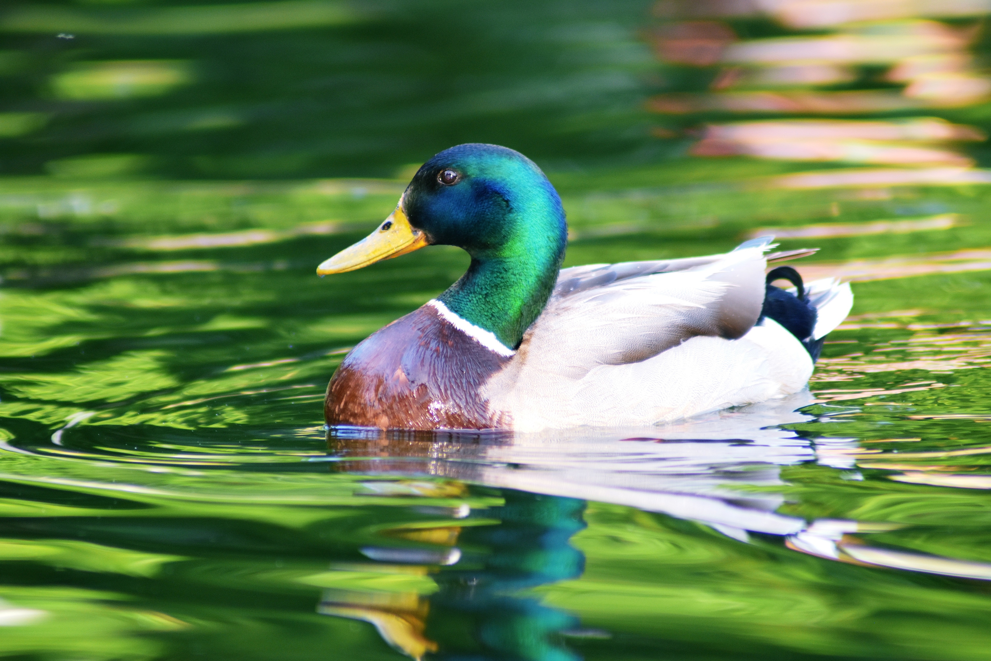 3840x2560 Mallard 4k Ultra HD Wallpaper, Desktop