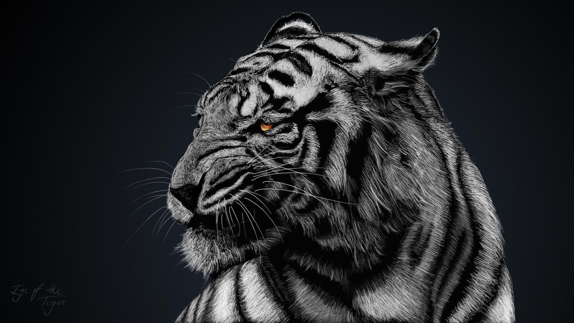 1920x1080 White Tiger HD Wallpaper and Background Image, Desktop