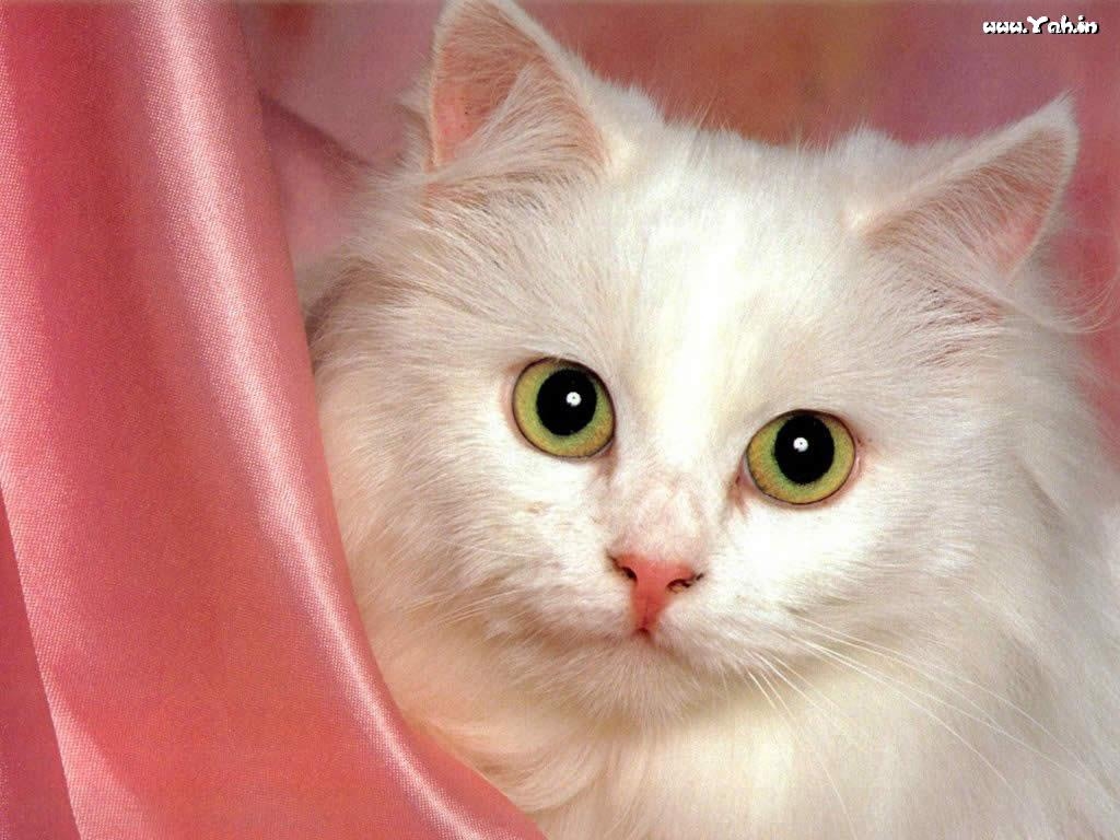 1030x770 Cute white Cat wallpaper, Desktop