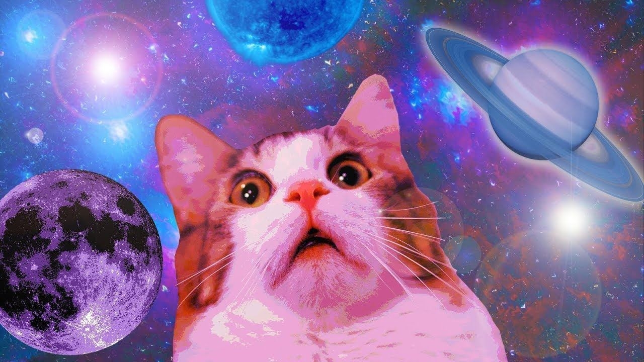 1280x720 min of dank cat memes. funny. cat wallpaper, cat memes, space cat. Funny cat wallpaper, Cat wallpaper, Cat memes, Desktop