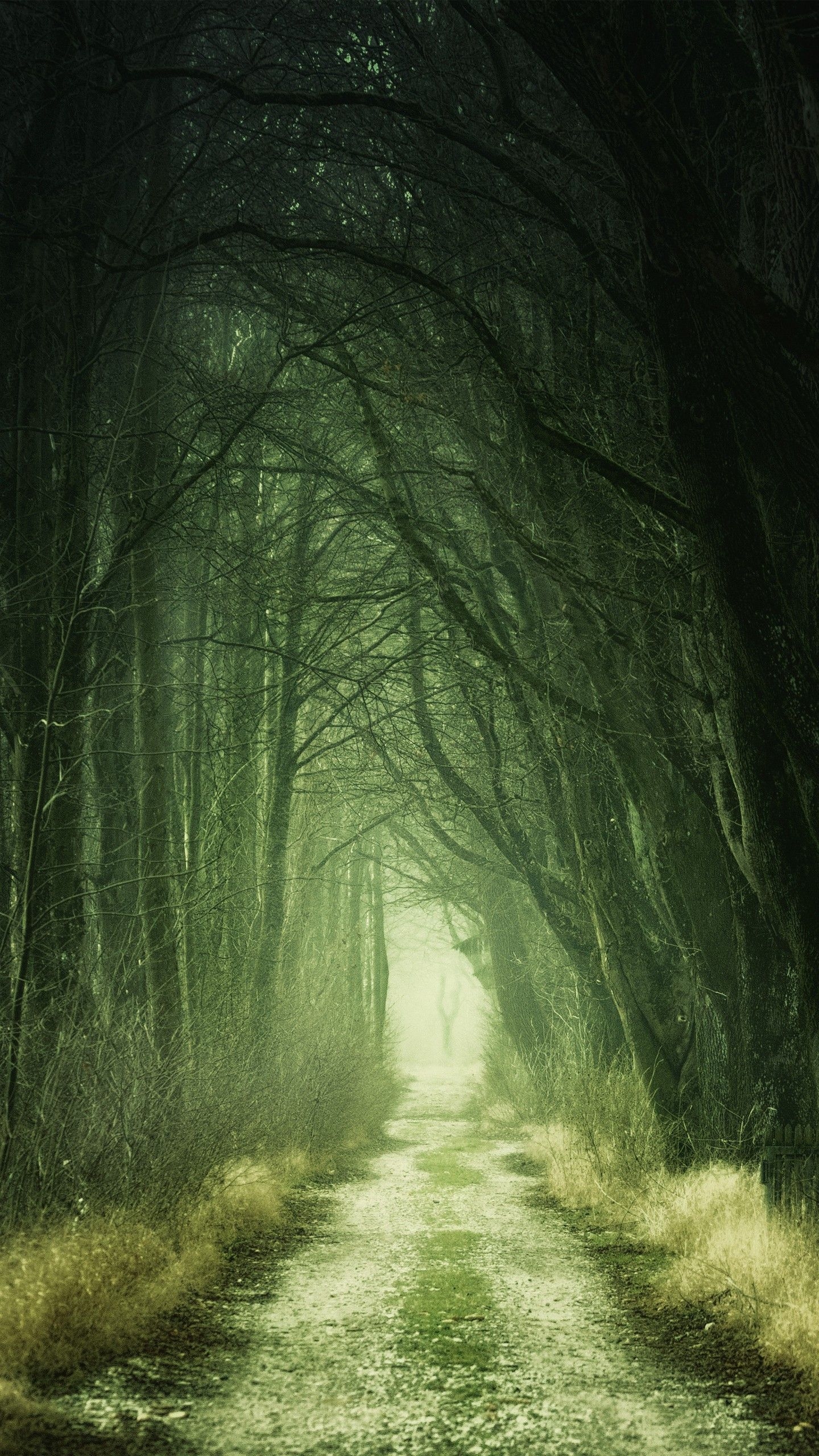 1440x2560 Forest Passage 4K Wallpaper, Phone