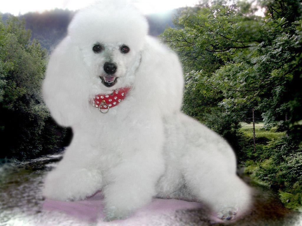 1030x770 Beautifull White Poodle Dog High Definition Na Wallpaper, Desktop