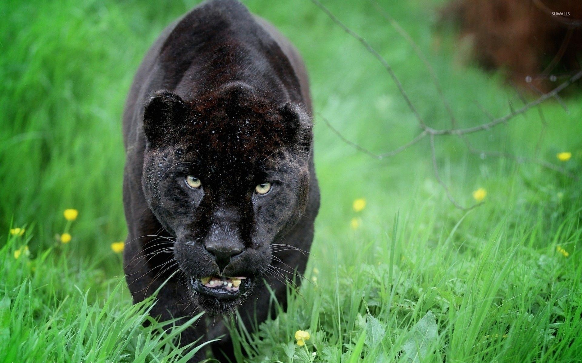 1920x1200 Black panther sneaking in the green grass wallpaper, Desktop