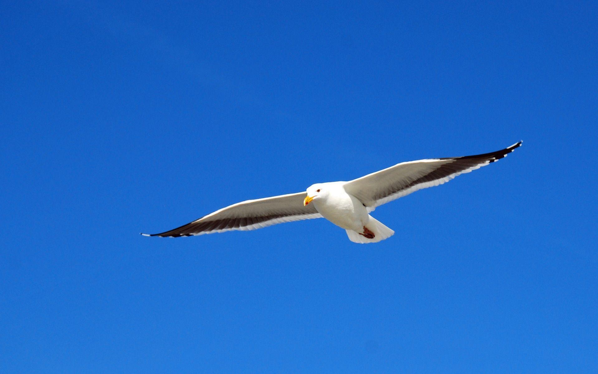 1920x1200 Seagull Flying Wallpaper, Desktop