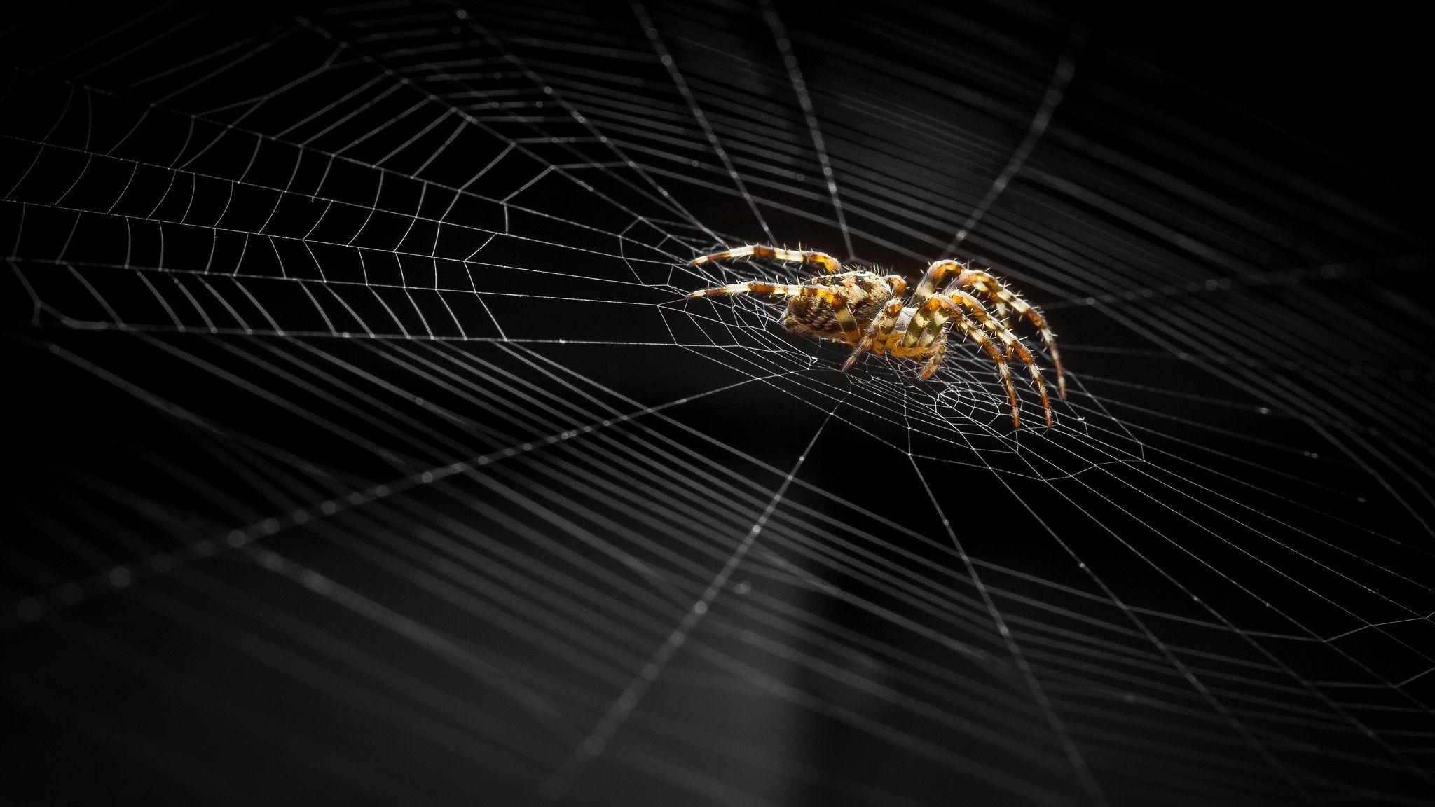 2050x1160 Web Spider wallpaper, Desktop