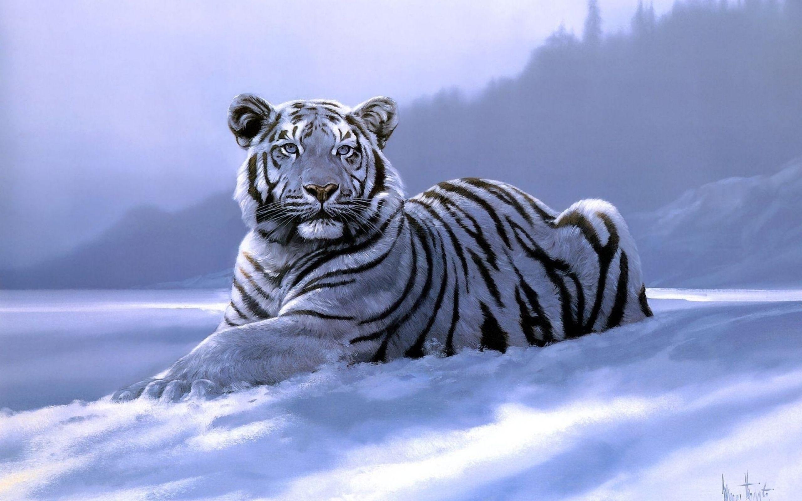 2560x1600 White Siberian Tiger Wallpaper, Desktop