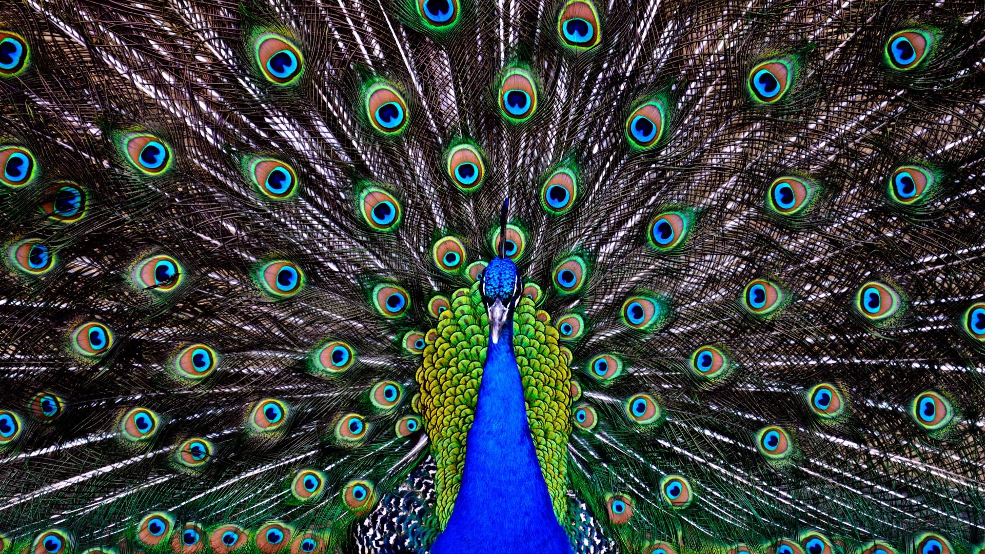 1920x1080 Peacock Wallpaper Desktop, Desktop