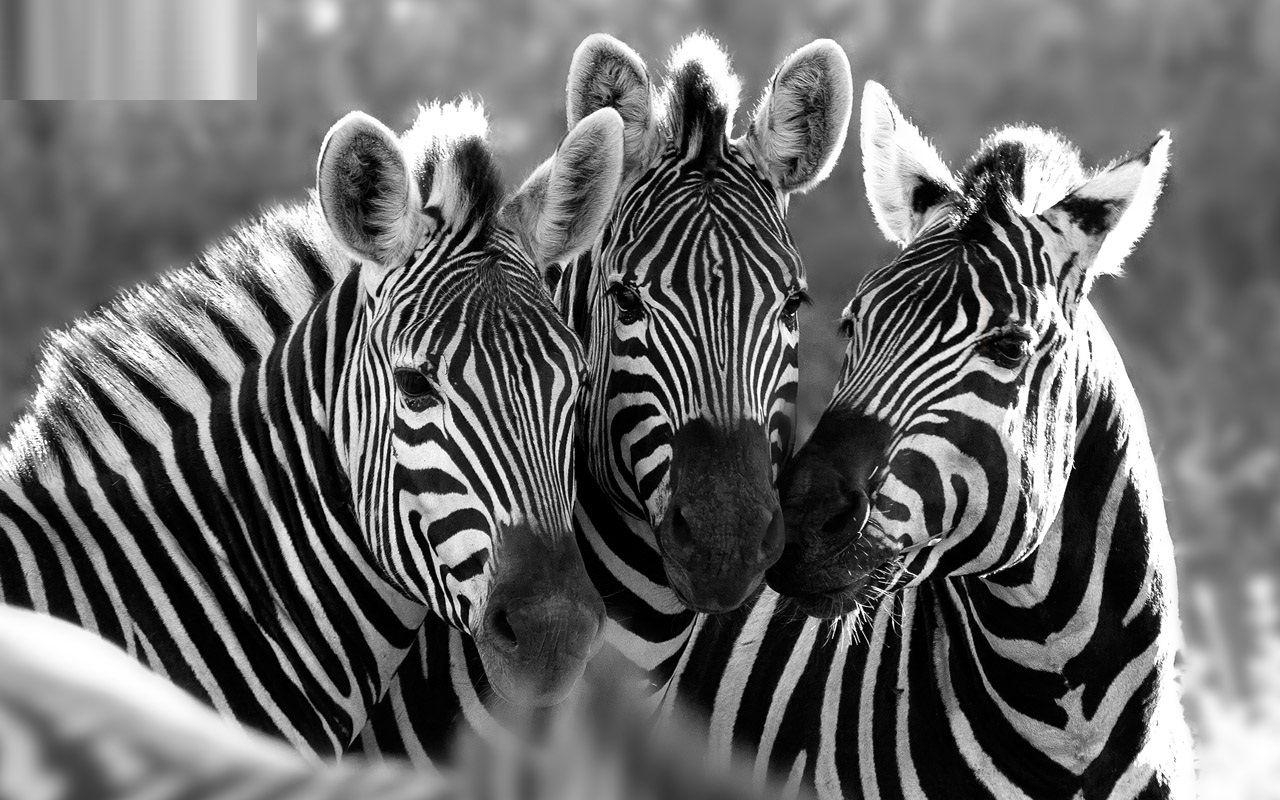 1280x800 Stunning Zebra HD Free Wallpaper DownloadD HD Wallpaper, Desktop