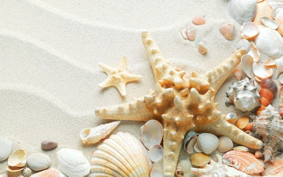 960x600 Pix For > Seashells Wallpaper, Desktop