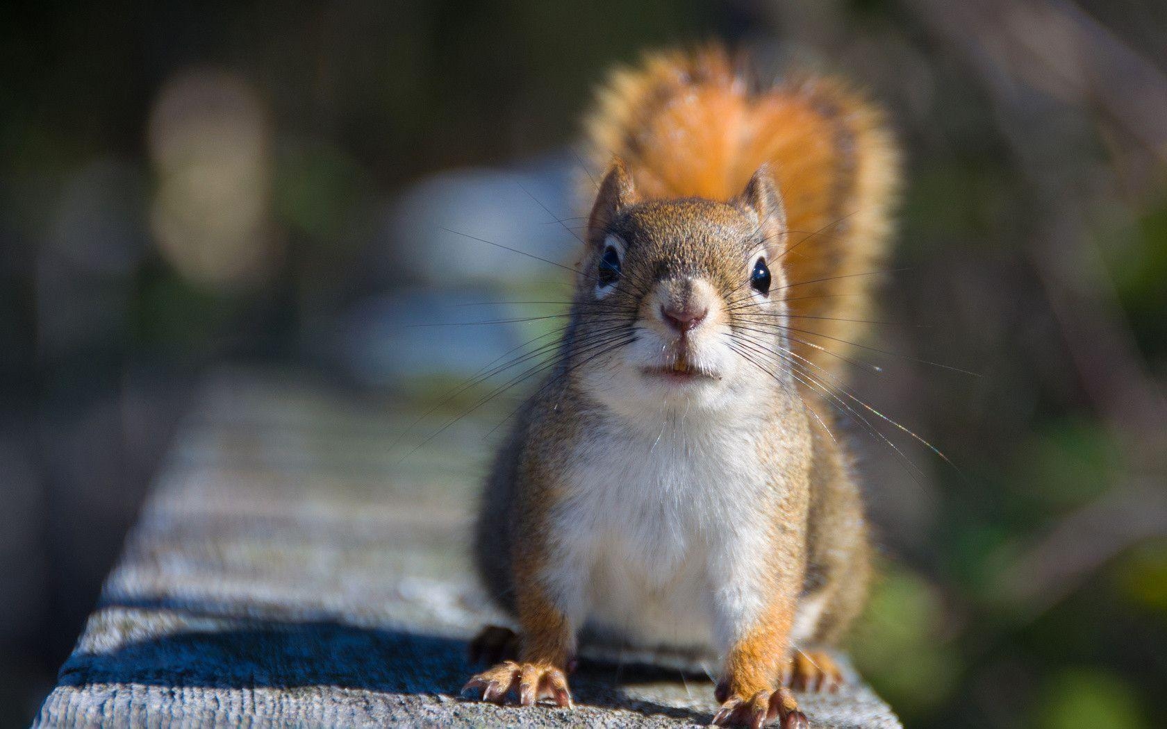 1680x1050 Squirrel Computer Wallpaper, Desktop Background  Id: 327416, Desktop