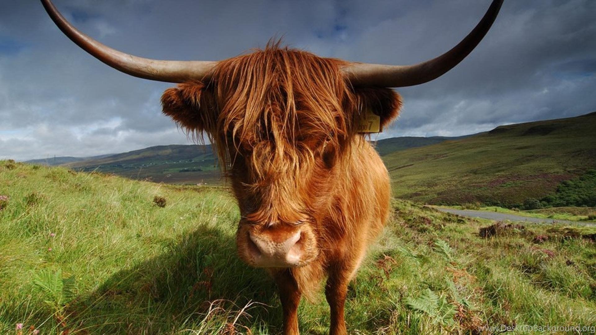 1920x1080 Cow Highland Animals Nature HD Wallpaper Desktop Background, Desktop