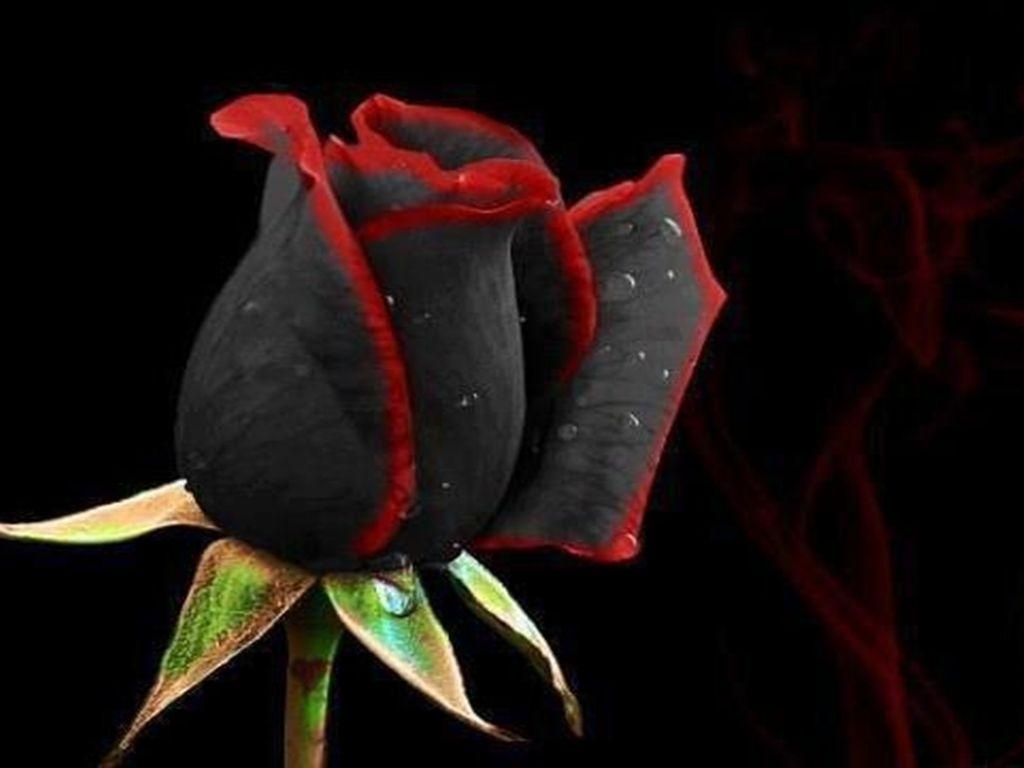 1030x770 Black Rose Wallpaper HD Picture, Desktop