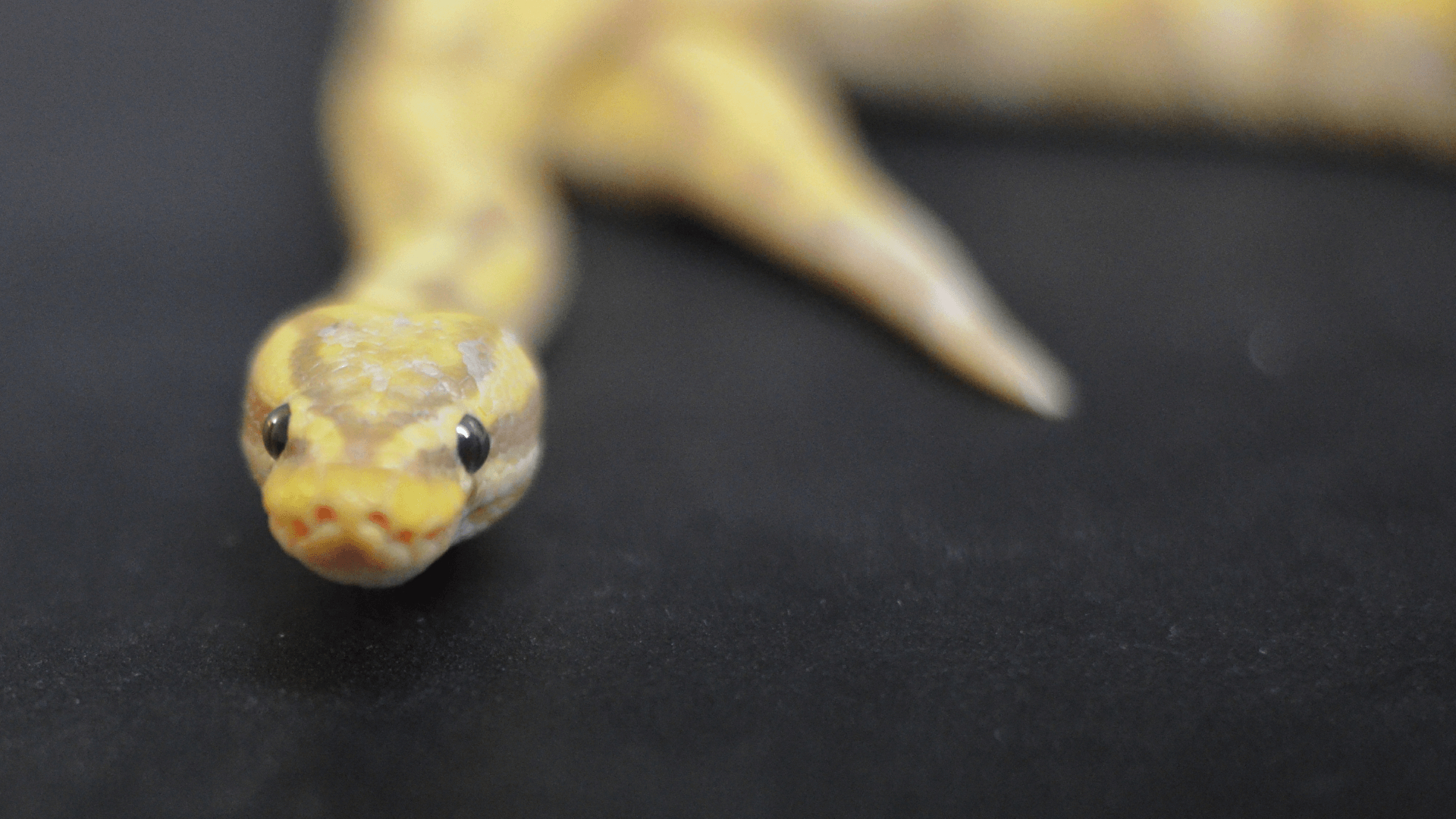 1920x1080 Banana Enchi Ball Python morph, Desktop