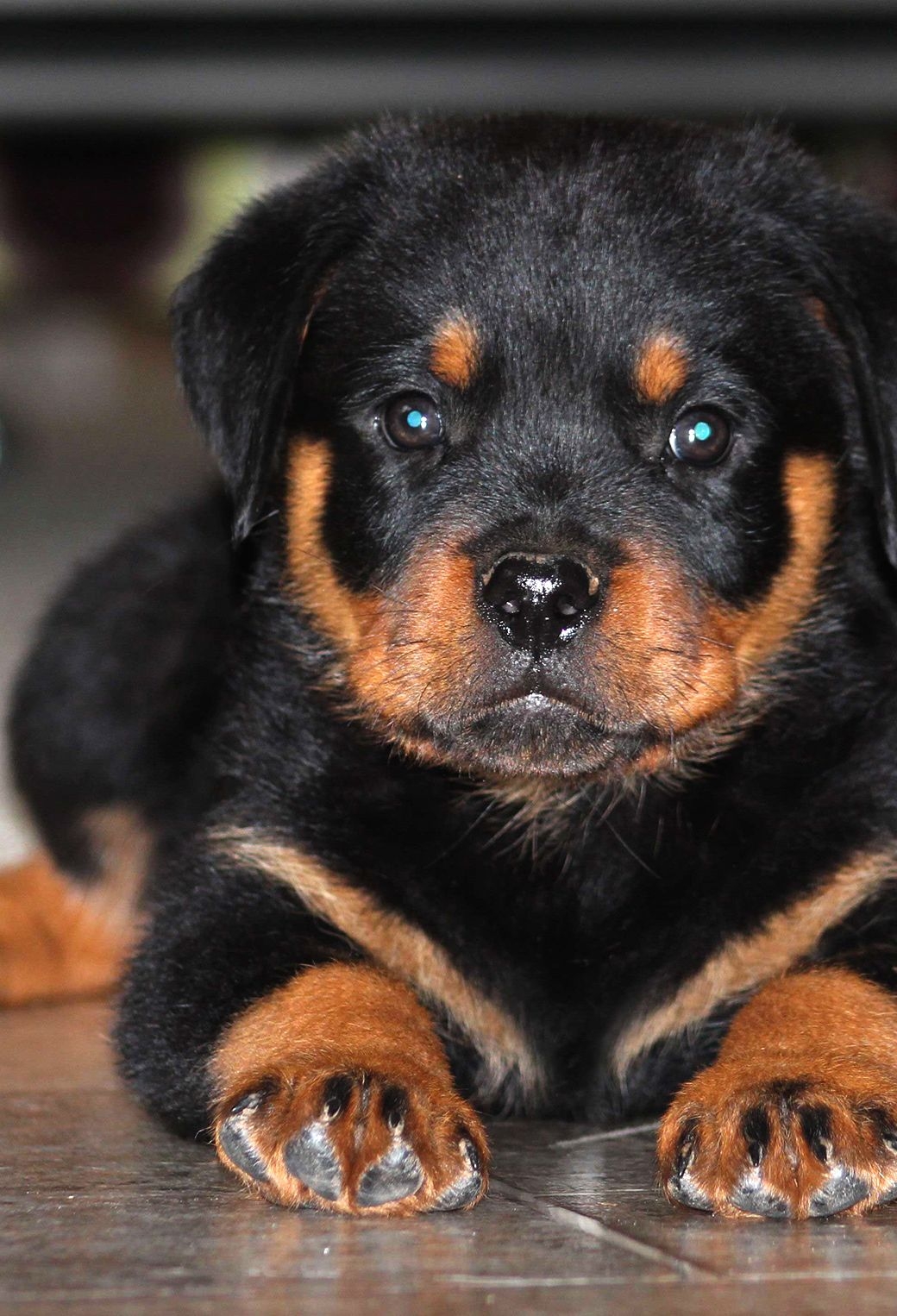 1040x1530 Free download Rottweiler Wallpaper iPhone [], Phone