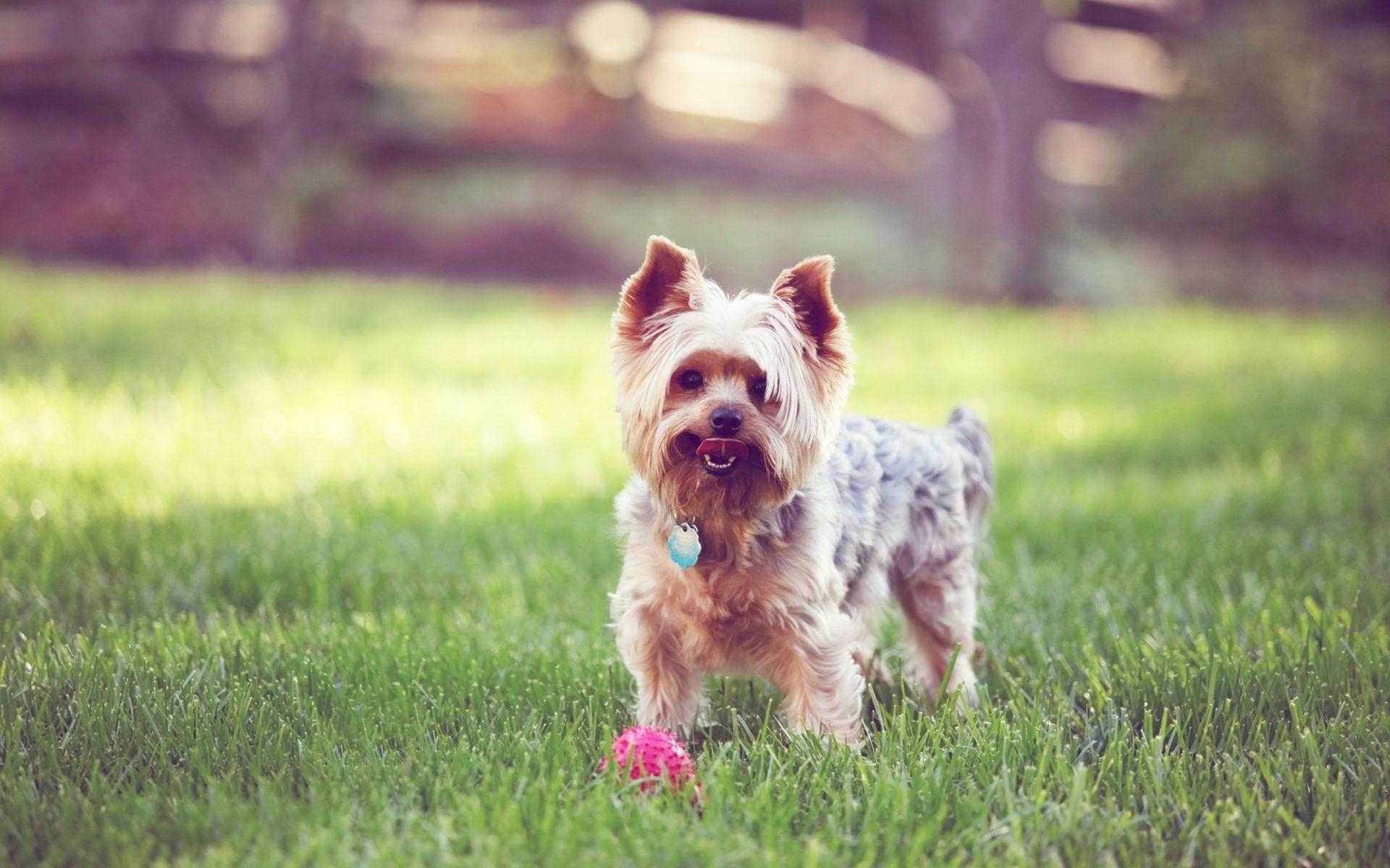 1920x1200 HD Yorkshire Terrier Dog Wallpaper, Desktop