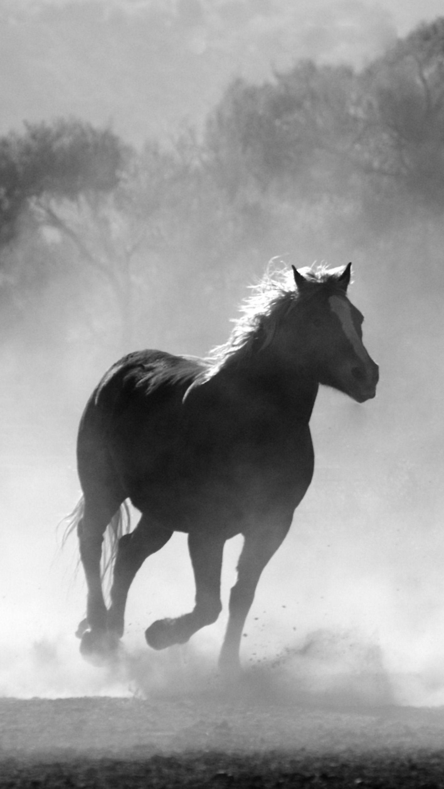 1440x2560 Horses in the Mist Wallpaper, Android & Desktop, Phone