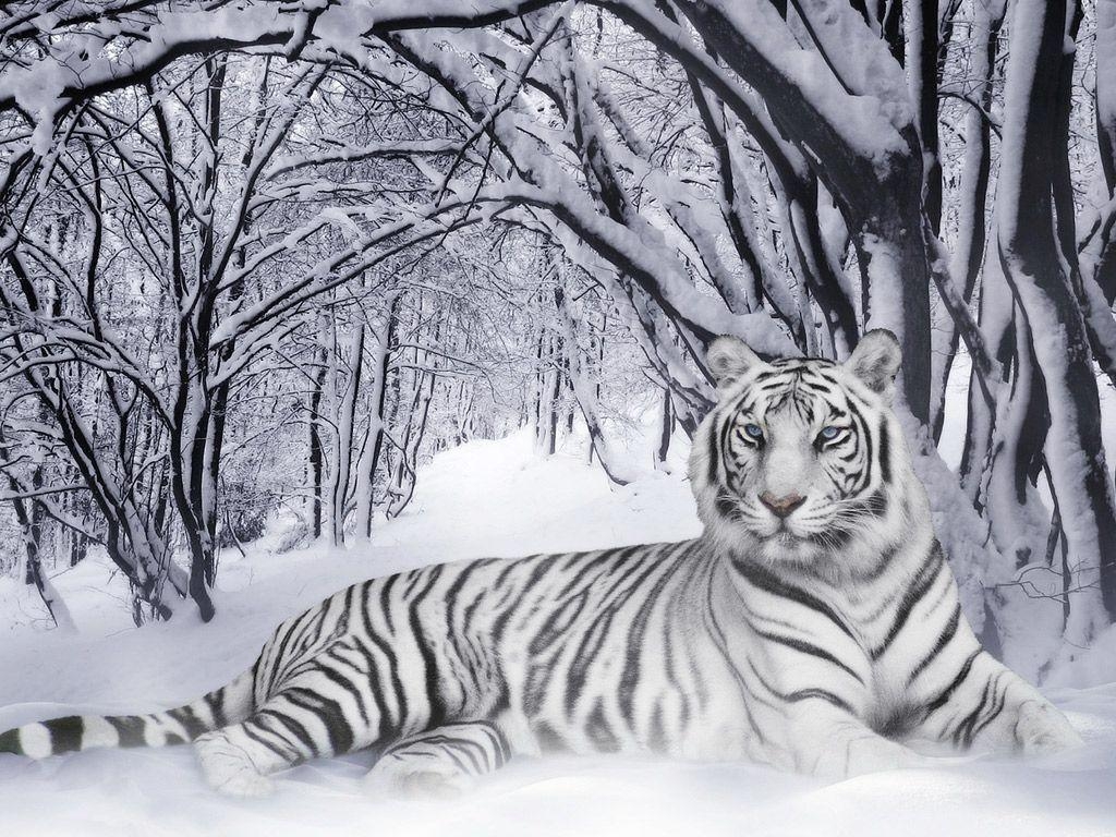 1030x770 Bengal Tigers Latest HD WAllpapers 2013. Top HD animals wallpaper, Desktop